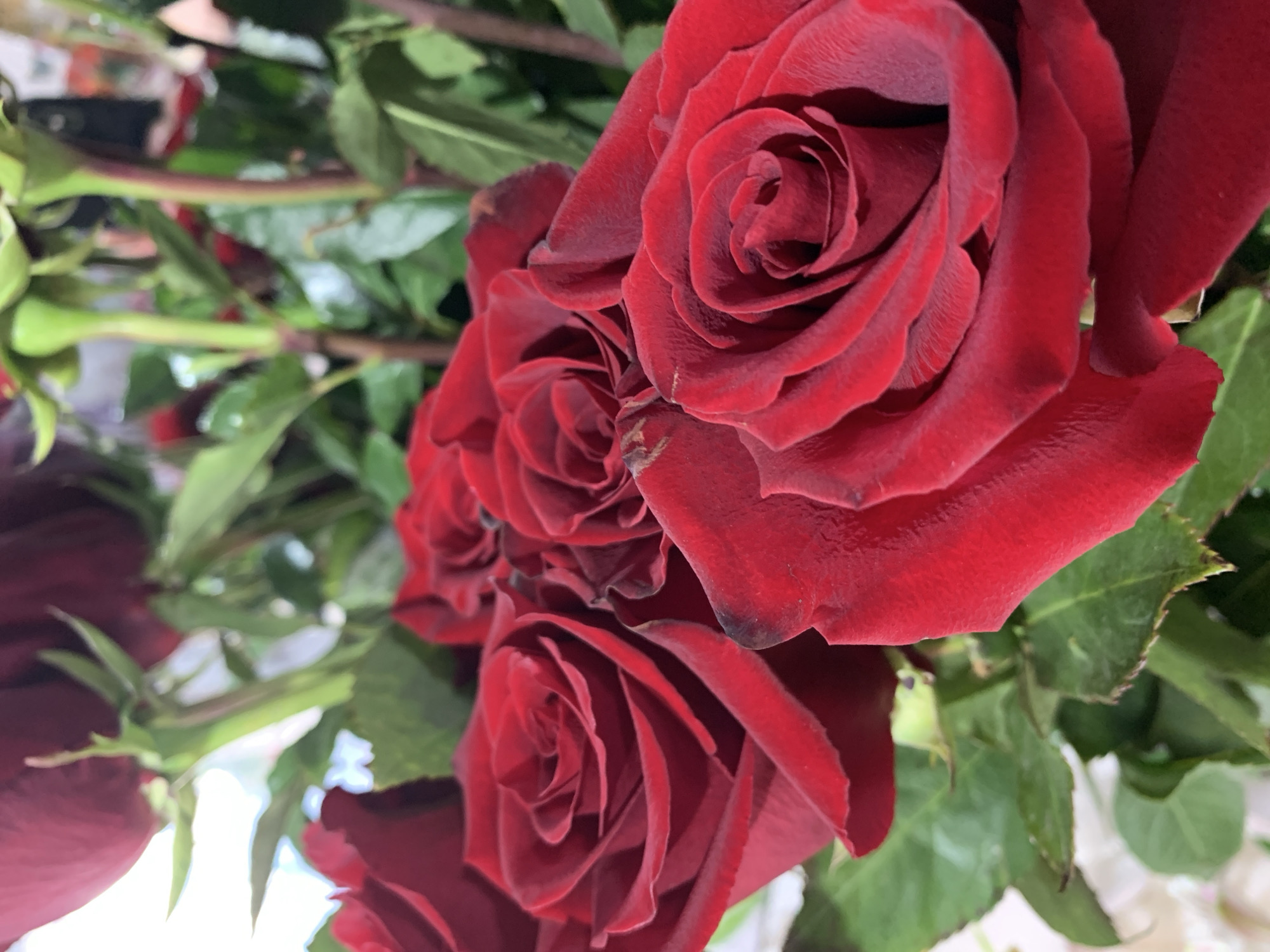 A close-up, eye-level, medium shot captures a bouquet of deep red roses with lush green leaves. The lighting is soft and diffused, highlighting the velvety texture of the rose petals. The focus is sharp on the foreground roses, with the background slightly blurred, creating a sense of depth. There are no people visible in the image, and no indication of a specific location in Sumy, Ukraine, or any other geographical area. The image depicts a still-life arrangement of flowers.