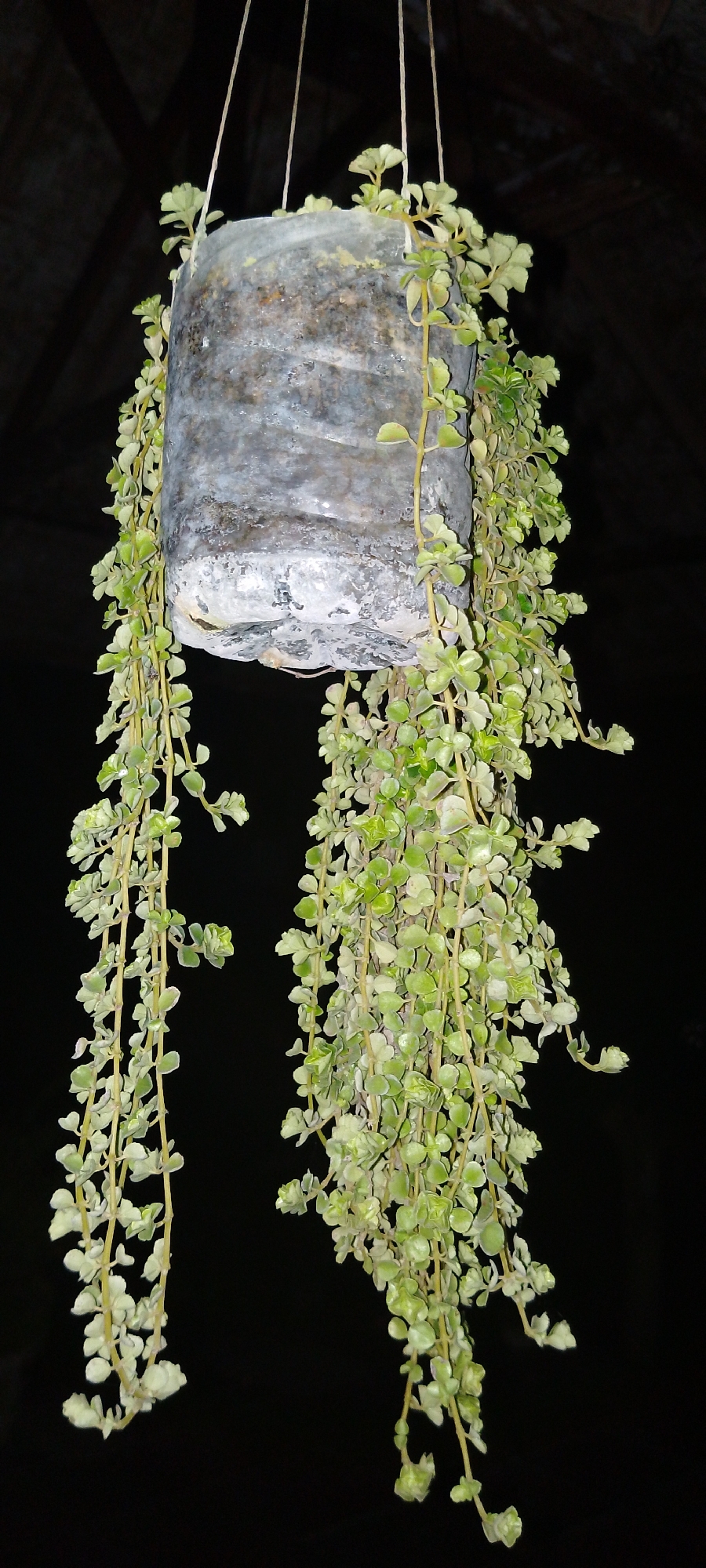 In Pekutatan, Indonesia, a hanging plant, likely a succulent or a similar trailing variety, is suspended from above. The plant features numerous small, light green leaves that trail down from a cylindrical container. The container itself appears to be made of a weathered, possibly recycled material, with a rough, textured surface and a gray, mottled appearance. It is held aloft by several thin, light-colored strings or ropes. The background is a stark, dark void, suggesting the image was taken at night or in a dimly lit indoor space. The overall scene is simple and focuses on the suspended plant and its container.