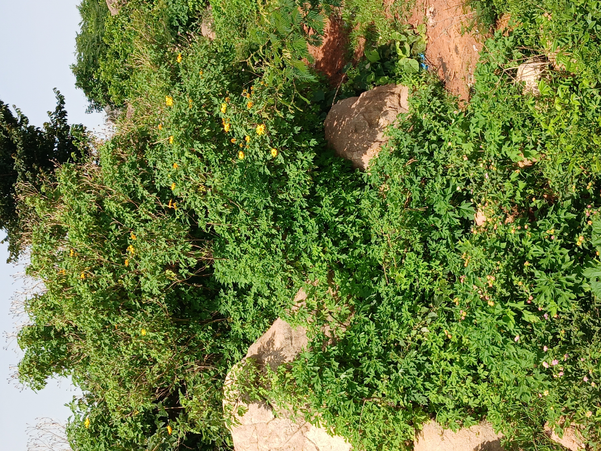 A medium-shot, eye-level photograph captures a rocky, overgrown hillside in Katon Rikkos, Nigeria. The scene is dominated by lush green vegetation, dense with a variety of plants and leaves. Scattered among the greenery are several large, rough-textured rocks, some partially obscured by the foliage. Small yellow and pink flowers are visible, adding pops of color to the predominantly green landscape. The sky is a pale, clear blue, suggesting a bright, sunny day. The overall impression is one of untamed natural growth on a rugged terrain.