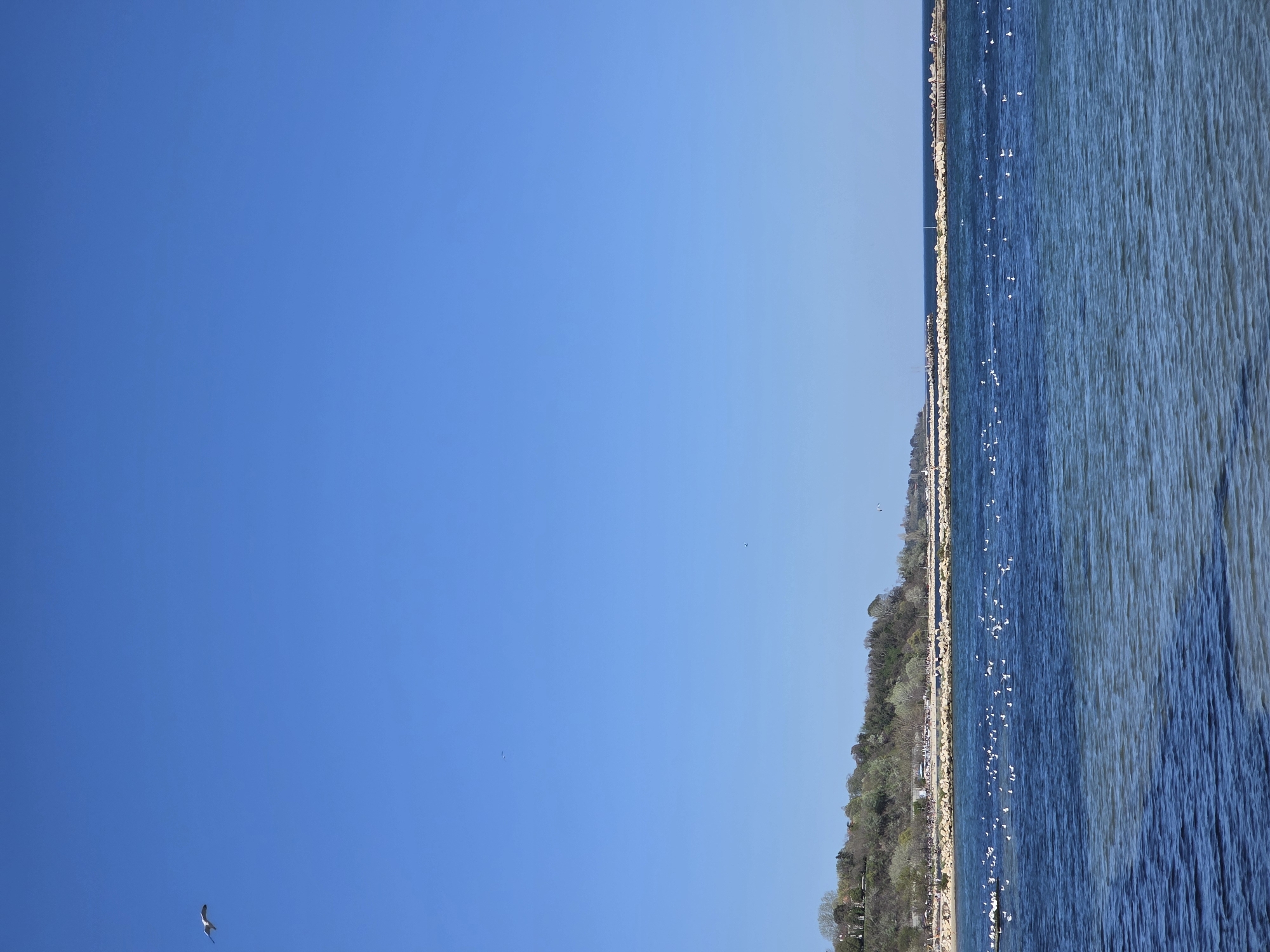 The image shows a view from the Sea Garden in Varna, Bulgaria. The view encompasses the Black Sea, a section of coastline, and the sky.
The right portion of the image features the dark blue, slightly textured surface of the Black Sea, with numerous white birds (likely seagulls) scattered above the water. A long, thin stretch of land runs along the middle of the image, separating the sky and sea. This land appears to be a coastline with some vegetation (trees and greenery), a road or path running along the edge, and a protective barrier of rocks.
The left portion of the image is dominated by a bright blue sky. In the lower-left corner, a single bird, presumably a seagull, is flying.