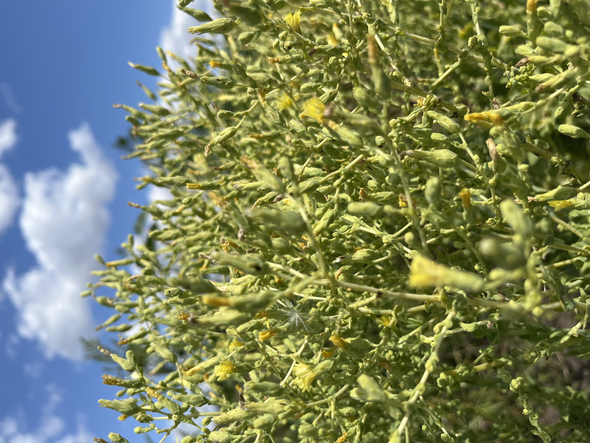 The image shows a close-up of a plant with small, green buds and occasional yellow flowers against a blue sky with white clouds. The plant appears to be a leafy green that has gone to seed. There is a single, wispy seed head visible in the center of the frame. The background is blurred, indicating a shallow depth of field. The lighting suggests it is daytime and sunny. The specific location is Fedorovka, Russia. There are no people or animals visible in the image, and no actions or interactions are depicted. The scene is a natural outdoor environment.