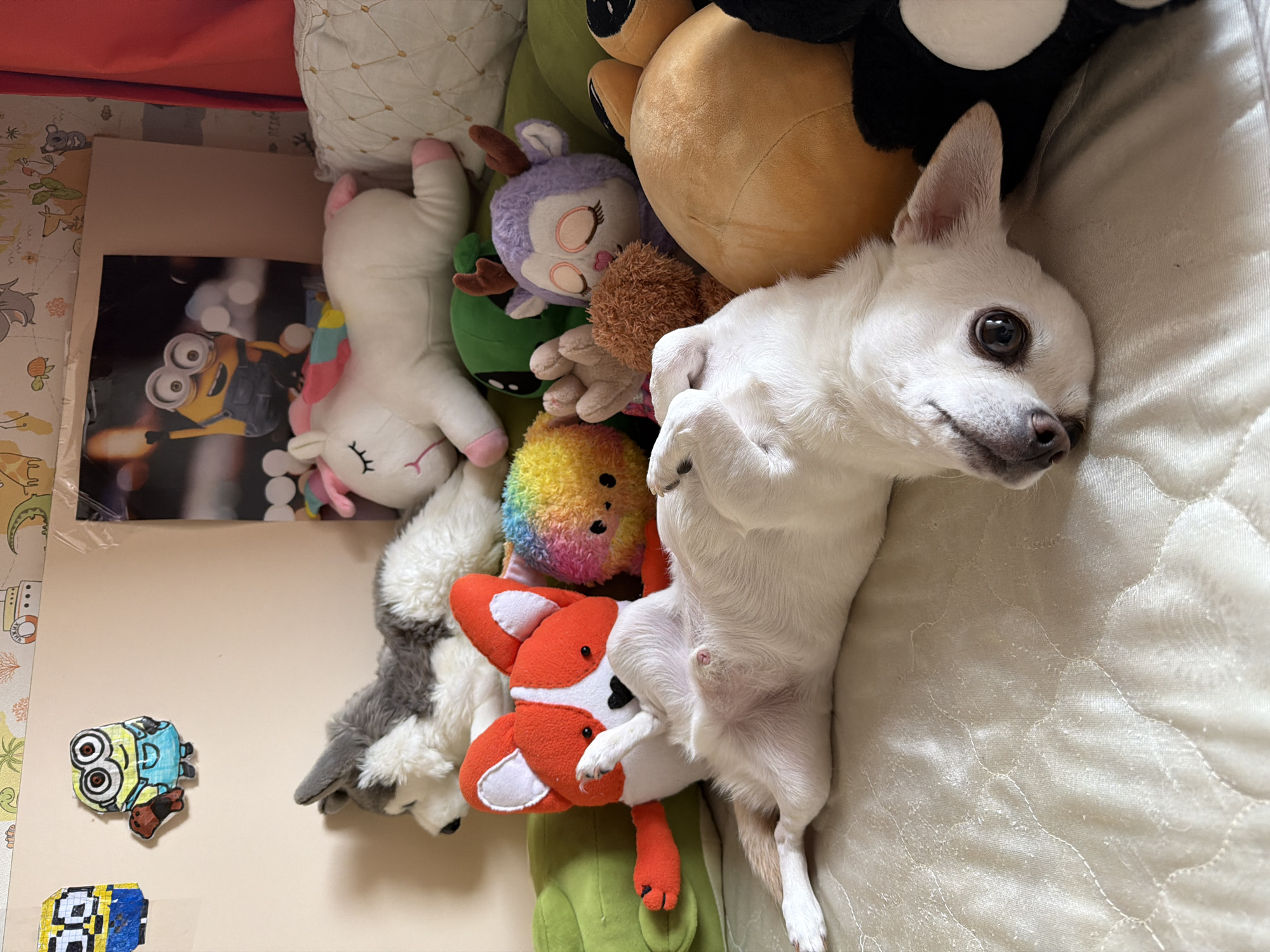 A small, white dog with large brown eyes is lying on its back on a quilted beige surface, surrounded by various stuffed animals. The dog's legs are in the air, and its body is stretched out. The stuffed animals include a grey and white husky, a white unicorn, a red and white corgi, a rainbow-colored ball, a green alien, a purple deer, and a large brown bear. The background shows a wall decorated with colorful wallpaper and framed pictures, one of which features a Minion character. The scene appears to be a cozy, indoor setting, possibly a bedroom or living room. There are no discernible elements in the image that can definitively place it within the city of Birobidzhan, Russia.