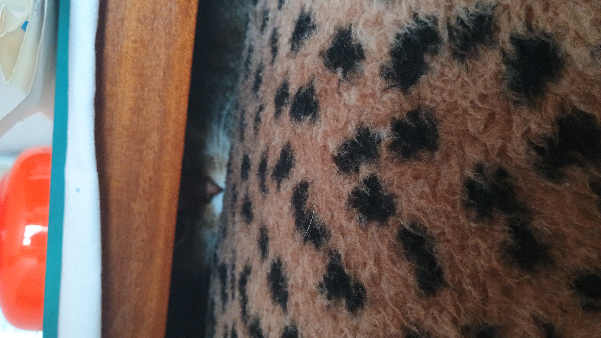 A cat's face is peeking out from under a wooden surface, its eyes and nose visible against the dark opening. The cat is resting on a fuzzy, tan-colored surface with black paw print markings. In the upper portion of the image, out of focus, is a bright orange object and a white surface. There is no discernible location in Sokolov, Czechia.
