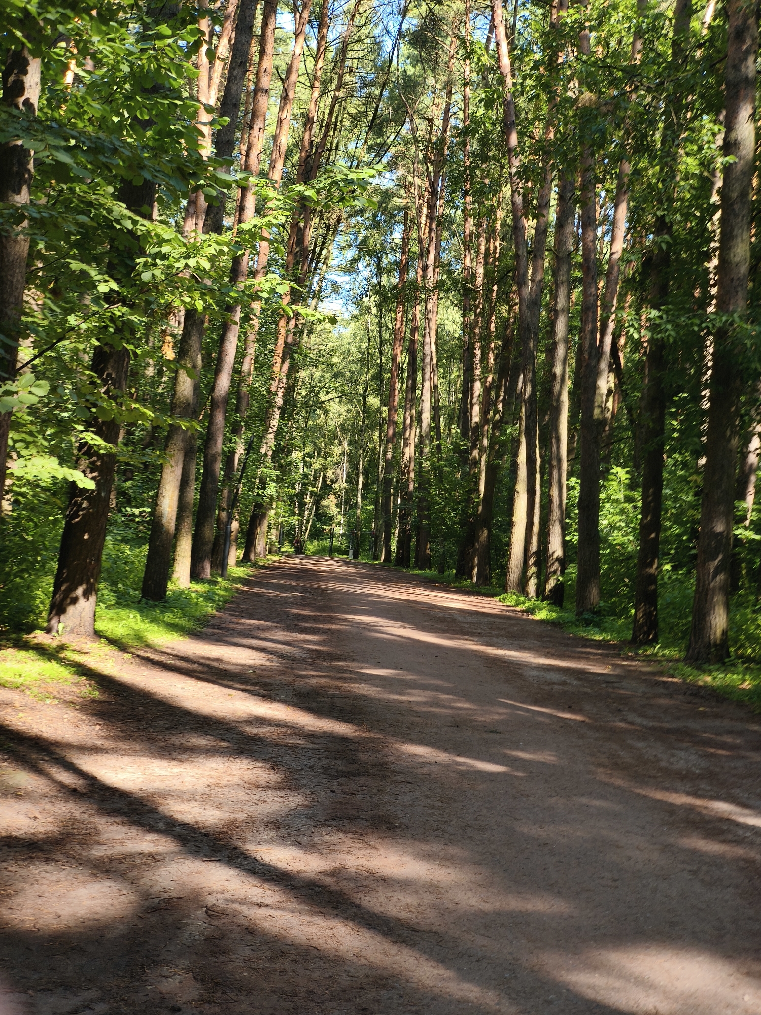 The image depicts a sun-dappled dirt path winding through a dense forest. Tall, slender trees, predominantly pines with reddish-brown bark, line both sides of the path, creating a natural canopy. Lush green foliage is visible among the trees and along the edges of the path. Sunlight filters through the leaves, casting distinct shadows on the dusty ground. The path appears to be a walking or cycling trail, free of any vehicles or significant human activity, though a distant, barely discernible figure can be seen on the path in the middle ground, right side. The overall atmosphere is serene and natural, suggesting a park or a wooded area within or on the outskirts of a city. This scene is likely from a park in Moscow, Russia, such as Izmailovsky Park or Losiny Ostrov National Park, known for their extensive forested areas and recreational trails.