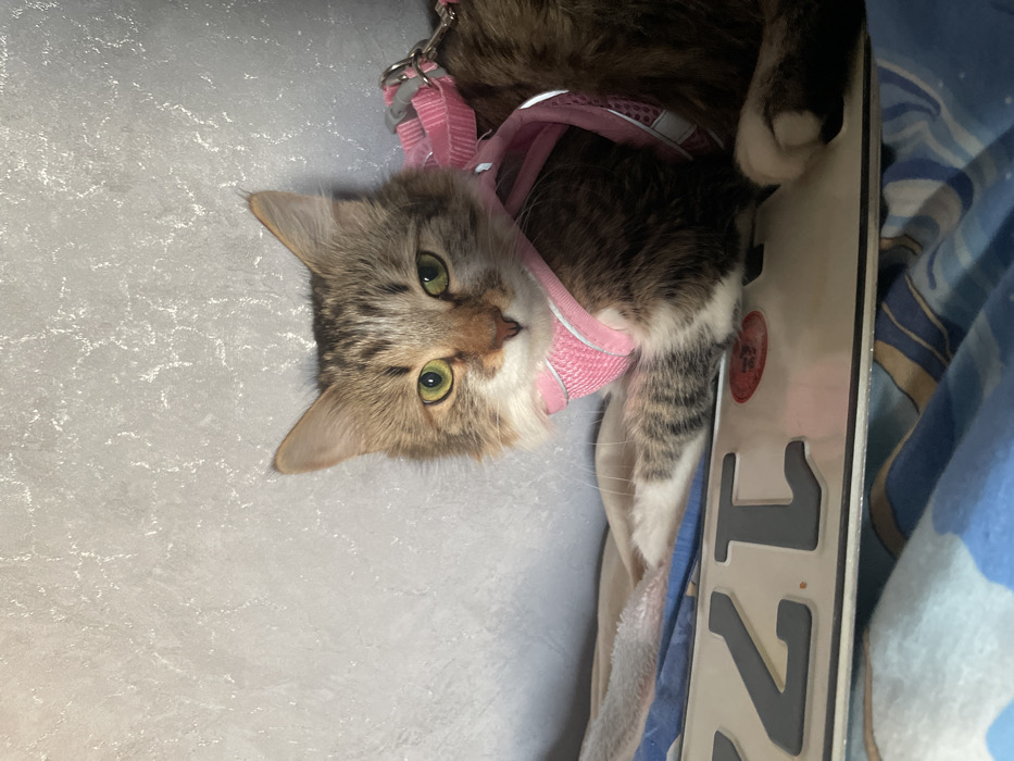 A domestic long-haired tabby cat, exhibiting brown and cream fur with distinct darker stripes and white markings on its face and chest, is depicted in a close-up, eye-level shot. The cat possesses greenish-yellow eyes and is wearing a pink mesh harness equipped with reflective strips and a metallic D-ring on its back. It is lying down, facing the viewer directly, with its front paws resting upon a partially visible metallic vehicle license plate. The license plate displays dark grey numerals on a white background, with "17" clearly visible, consistent with a Russian registration plate from the Saint Petersburg region (specifically indicating part of the 178 regional code). A small red circular sticker or seal is partially visible on the plate. Below the license plate, a blue and white patterned fabric, likely bedding, is present. The background consists of a light grey wall with a subtle textured finish. The scene appears to be an indoor environment within the city of Saint Petersburg, Russia. No other individuals are visible.