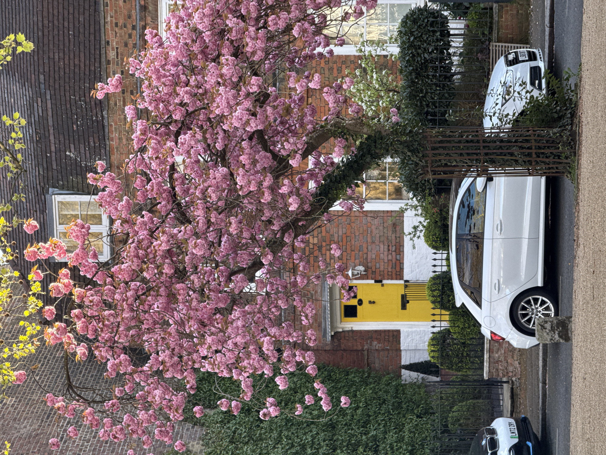 The image shows a residential street in London, United Kingdom. In the foreground, a flowering cherry tree with pink blossoms dominates the left side of the frame. A white car is parked on the right side of the street, near a house with a yellow door. Another white car is visible further down the street. The houses are made of brick with tiled roofs. Green hedges and wrought iron fences are also visible. The weather appears to be overcast.