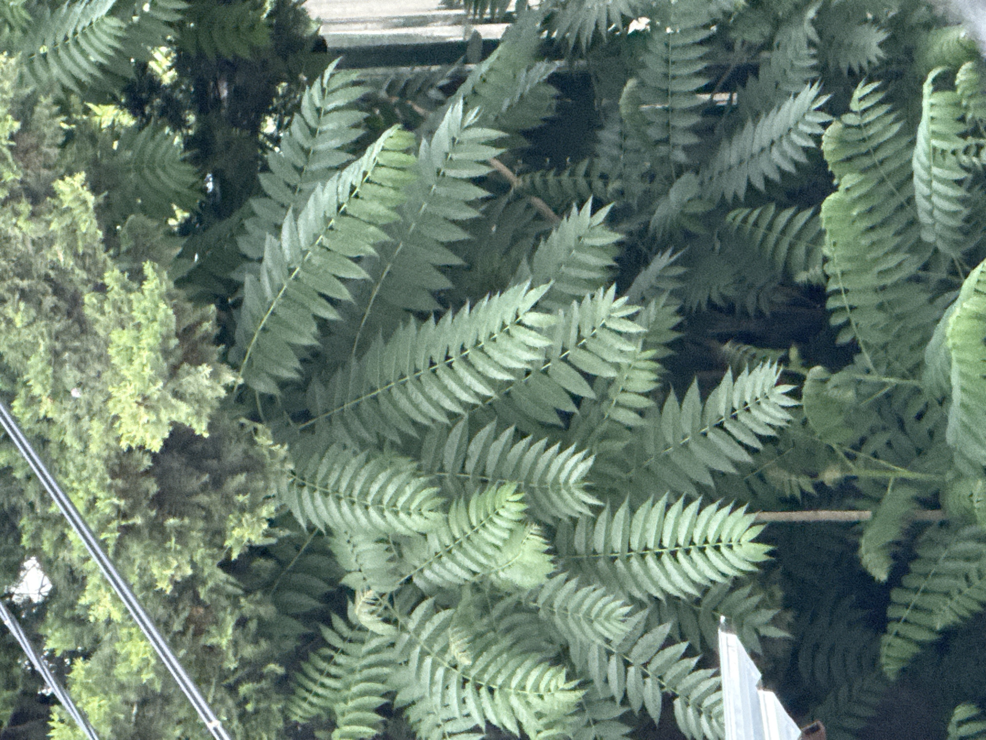 The image displays a close-up view of dense green foliage, likely from a tree or shrub, with its leaves filling most of the frame. The leaves are compound, meaning each leaf is made up of multiple leaflets arranged along a central stem. The leaflets are elongated and have serrated edges, giving them a delicate, feathery appearance. The foliage is a vibrant green, with some variations in shade suggesting differences in light exposure and depth.
In the upper portion of the image, two parallel, metallic cables are visible, running horizontally across the frame. These cables appear to be power lines or telecommunication wires, typical of an urban environment. Behind the foliage, a pale, vertical structure can be partially seen on the right side of the image, which could be a building or fence. A section of a corrugated metal roof is also visible in the lower left corner, indicating the presence of a man-made structure nearby. The overall impression is that of an outdoor scene in a city, where nature is intertwined with infrastructure.
While the image itself does not contain specific landmarks or visual cues that definitively place it in Tbilisi, Georgia, such a scene is commonplace in urban areas globally, including Tbilisi. The presence of vegetation, utility lines, and man-made structures are all consistent with an urban setting. The style of the power lines and the general aesthetic of the foliage are not uniquely identifiable to any specific city without further context. However, it is plausible that this scene could be found in a residential or commercial area of Tbilisi, where trees and greenery often grow alongside buildings and infrastructure.
