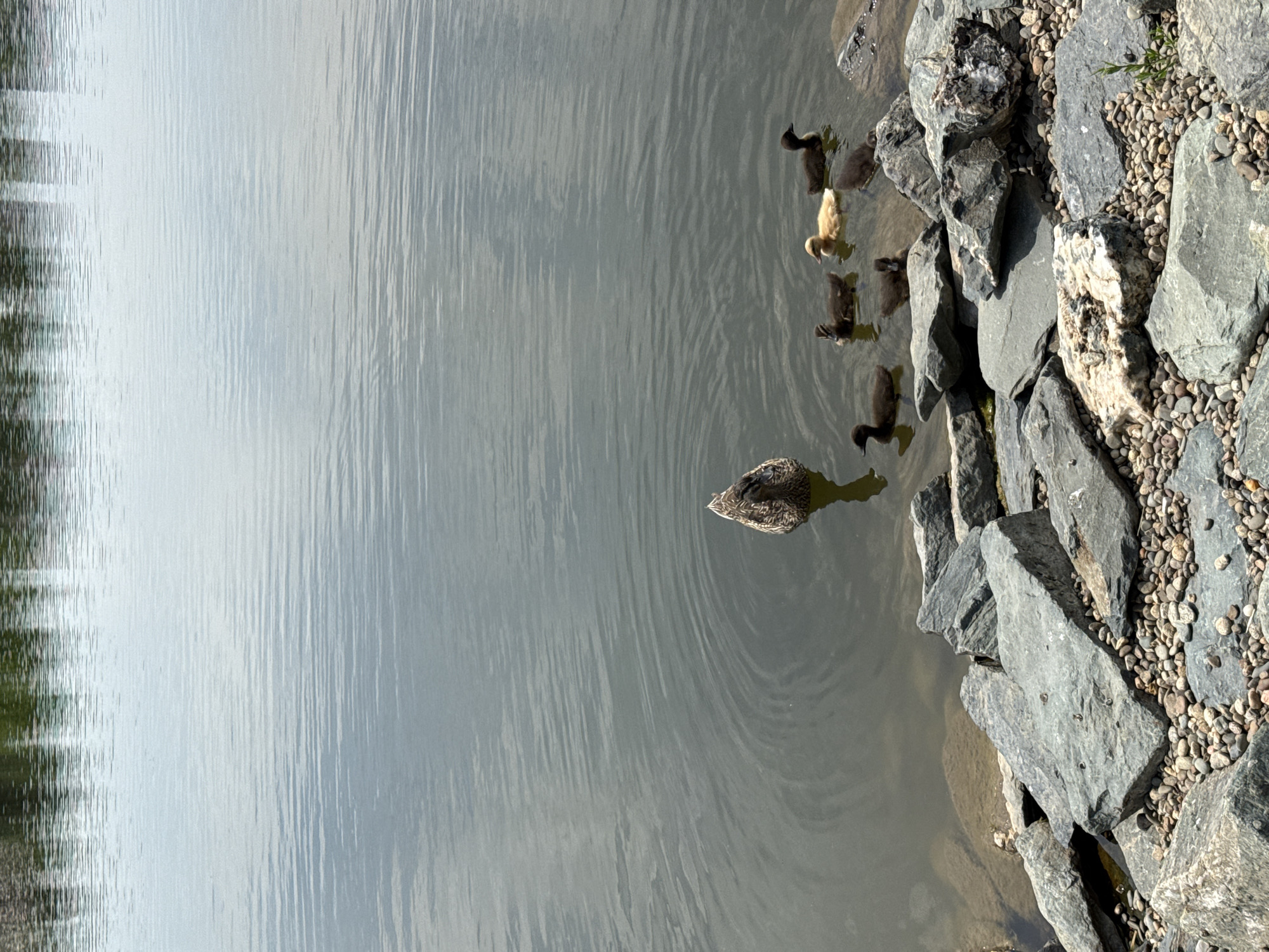The image captures a tranquil scene at the embankment of the Kuban River in Krasnodar, Russia. The foreground is dominated by a rugged shoreline composed of various sizes of grey and light-colored rocks and pebbles. Beyond the rocky edge, the calm surface of the river stretches into the background, reflecting the overcast sky and the distant, blurred shapes of urban structures. The water exhibits gentle ripples, creating a subtle texture. A mother duck, with brown and white plumage, is swimming in the water, creating small concentric circles with her movement. She is accompanied by a brood of five ducklings, varying in color from dark brown to a bright yellow. Some ducklings are close to the mother, while others are spread out slightly, but all appear to be together. The overall atmosphere is peaceful and natural, contrasting with the implied urban environment of Krasnodar.