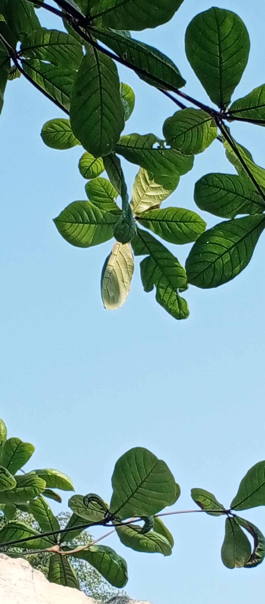 An outdoor, vertical, close-up shot focuses on the underside of tree branches and green leaves against a clear, bright blue sky. The leaves are a vibrant green, with some showing lighter, yellowish hues indicating they may be new growth or nearing the end of their life cycle. Veins are clearly visible on the leaf surfaces, and some leaves have ragged edges, suggesting insect activity or natural wear. The branches are dark and slender. The composition is dominated by the natural elements of leaves and sky, with no discernible human presence or urban features in the frame.