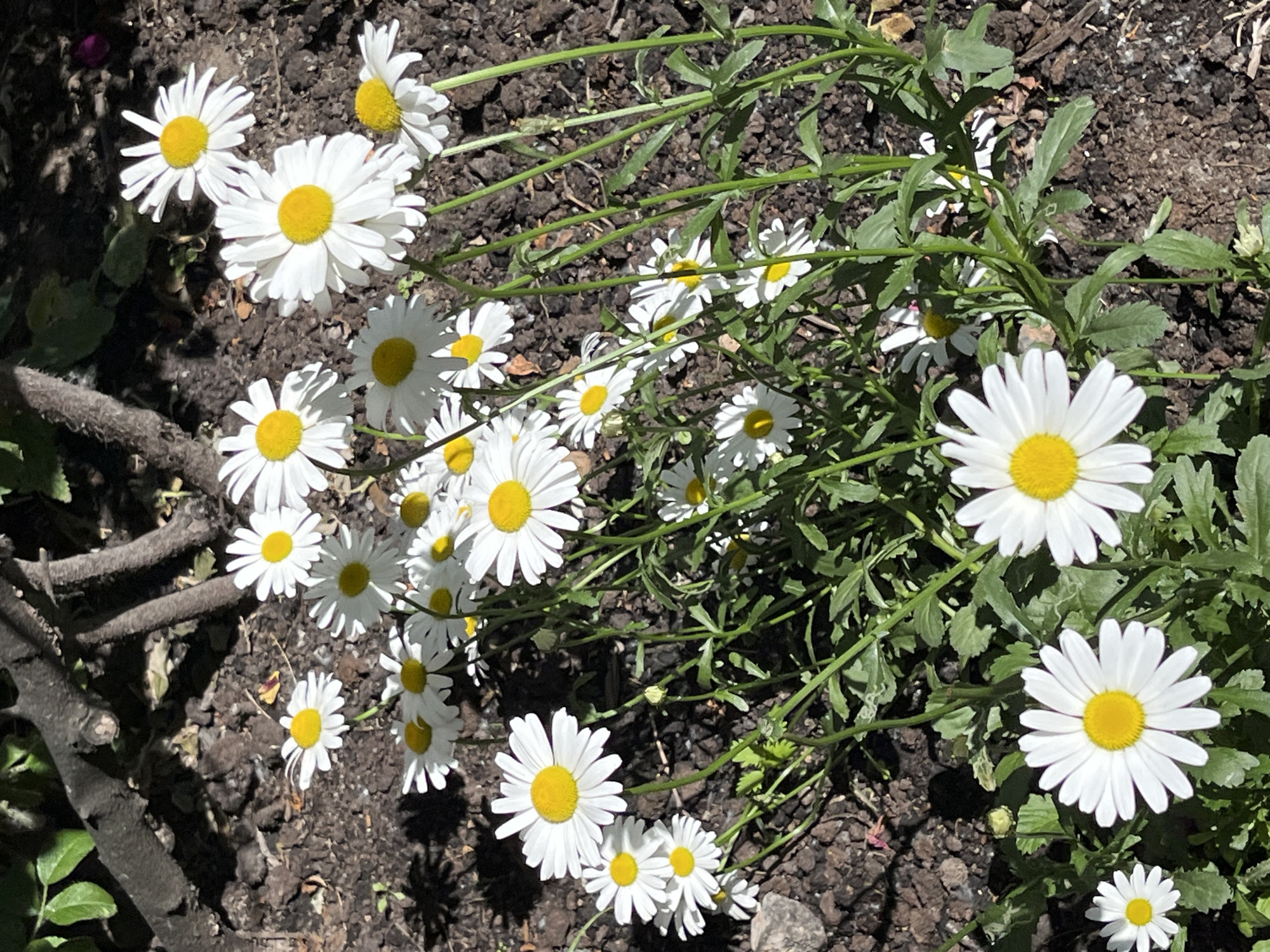 The image is a close-up, eye-level shot of a cluster of white daisies with yellow centers, growing in dark soil. The flowers are in various stages of bloom, with some fully open and others still developing buds. The background is out of focus, showing dark brown soil, some leafy green foliage, and the shadow of branches or a tree. The lighting suggests a sunny day. The image does not contain any people or specific identifiable landmarks.