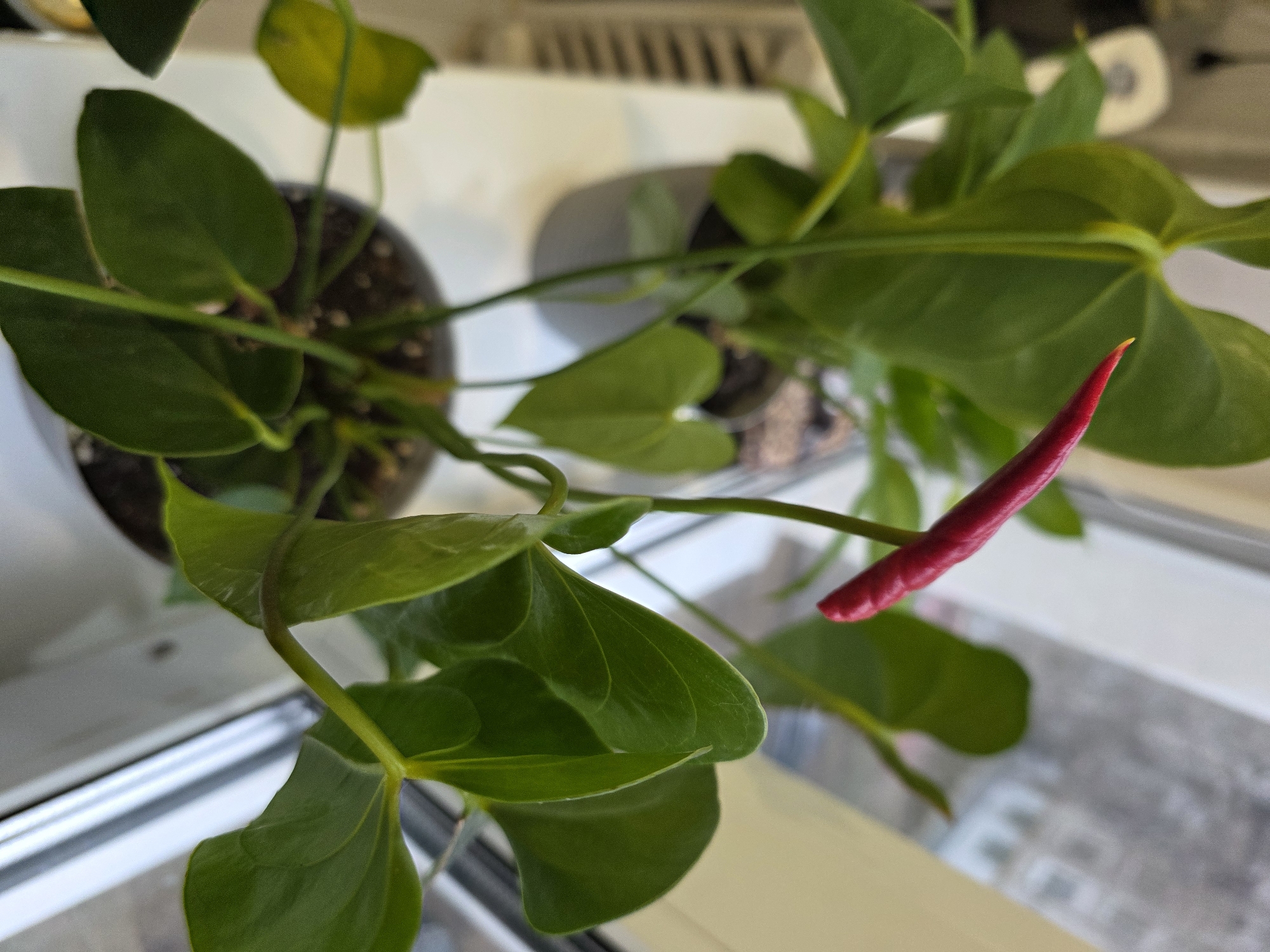 The image depicts two potted Anthurium plants situated on a windowsill, likely indoors. The plant closer to the viewer has a vibrant red spadix. The foliage is green and glossy. The window provides a view of buildings, possibly located in Chaikovsky, Russia.