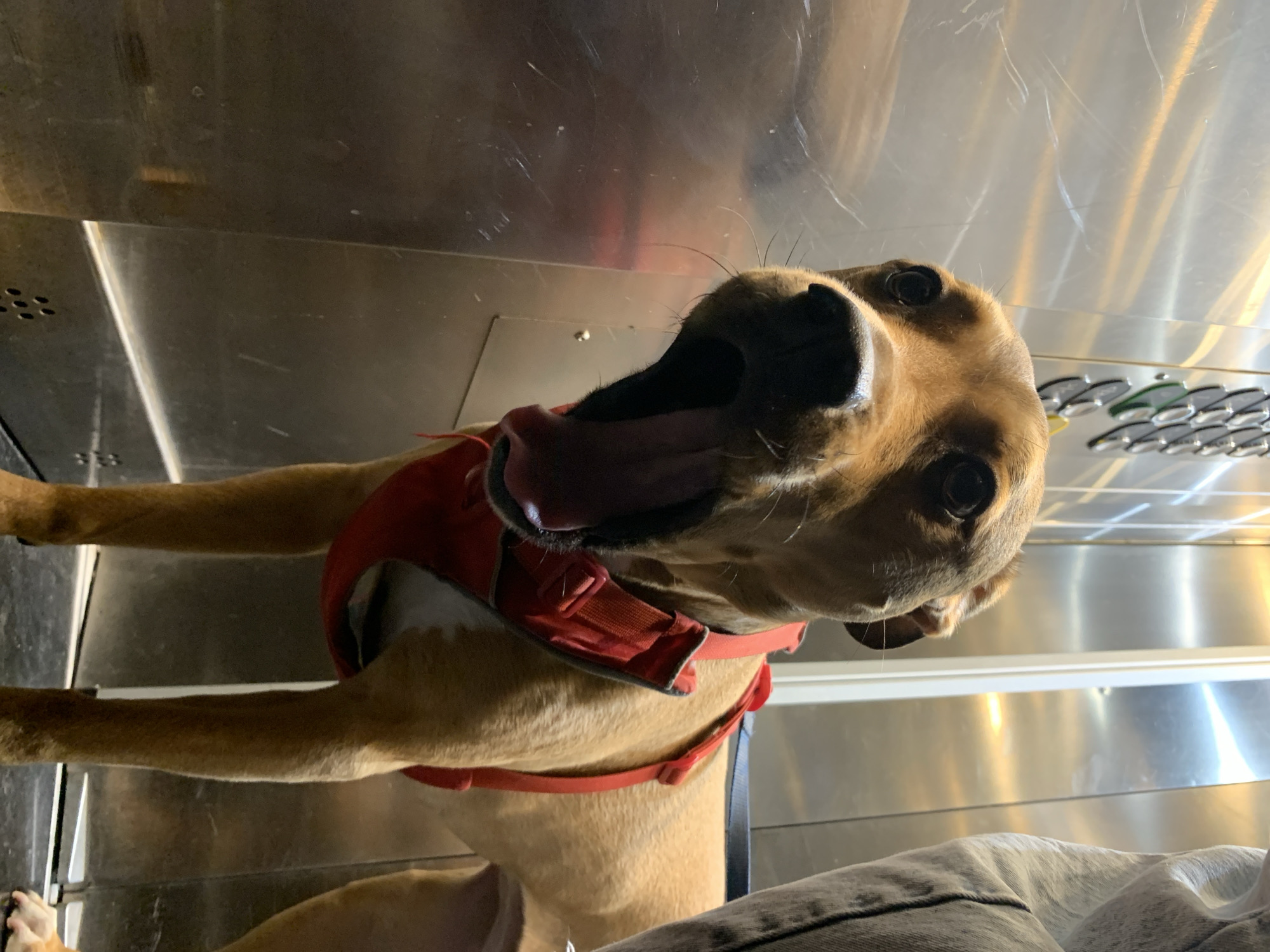 A light brown or tan dog with short fur is the central subject of this close-up, low-angle photograph. The dog is wearing a red harness and is captured with its mouth wide open, tongue partially visible, and eyes looking directly at the camera. Its expression could be interpreted as a yawn, a playful pant, or an active vocalization, conveying engagement and perhaps curiosity or tiredness.
The setting appears to be an indoor environment characterized by highly reflective, brushed metallic surfaces, possibly stainless steel, forming the walls and ceiling. To the left, a section of perforated metallic panel is visible. On the right side, behind the dog's head, there's a row of small, silver-colored objects with green and white accents, which resemble buttons, controls, or indicators, possibly part of a console or machine. Part of a human leg, clad in light-colored jeans, is visible in the bottom right corner, suggesting the dog is accompanied by a person.
The overall lighting is artificial, emphasizing the sheen and reflections on the metallic surfaces. Given the Tel-Aviv context, the metallic surroundings could suggest the interior of a modern public transport vehicle like a train, an elevator, or a specialized facility such as a pet grooming station or veterinary transport. There is no visible text in the image.