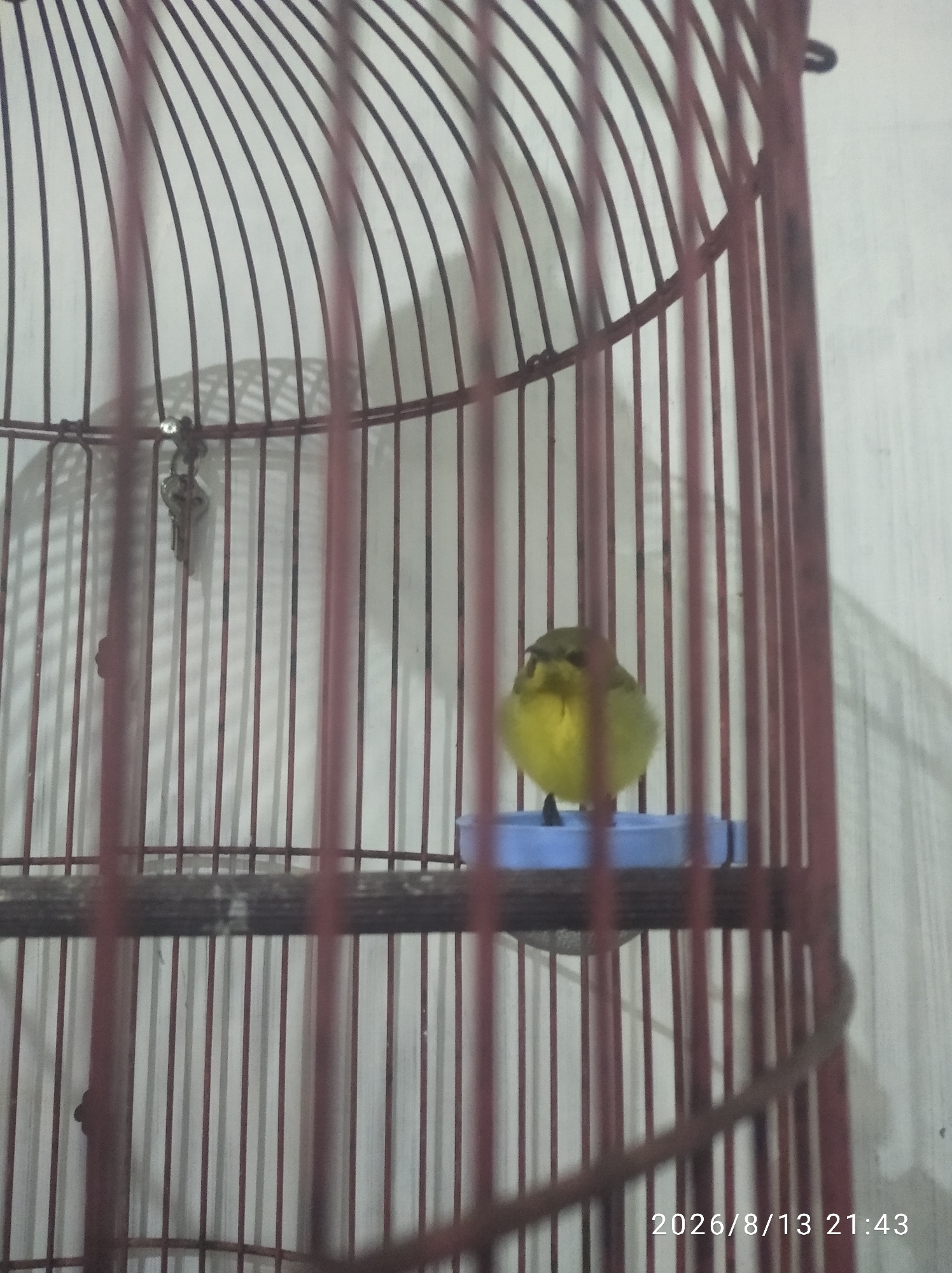 A yellow bird is inside a red birdcage. The bird is facing left and appears to be perched on a blue food or water dish. The birdcage bars are vertically oriented and appear to be made of metal. Behind the birdcage, a white wall with vertical stripes is visible. The lighting in the image suggests it was taken indoors. A timestamp in the lower right corner reads "2026/8/13 21:43". This image was captured in Nglebak, Indonesia.