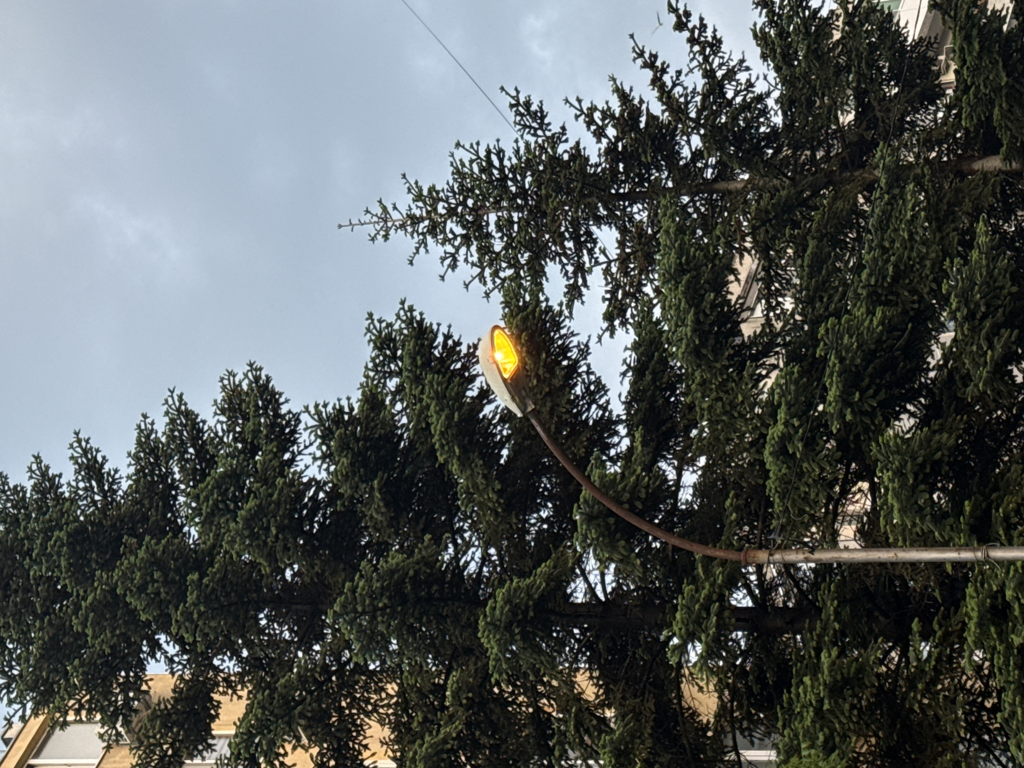 A low-angle shot depicts a street lamp emitting a yellow light, positioned amidst dense evergreen trees. The trees are mostly on the right side of the shot. Visible behind the trees are sections of buildings, partially obscured. Above, the sky is overcast, presenting a uniform pale gray tone. The setting is identified as Burgas, Bulgaria.