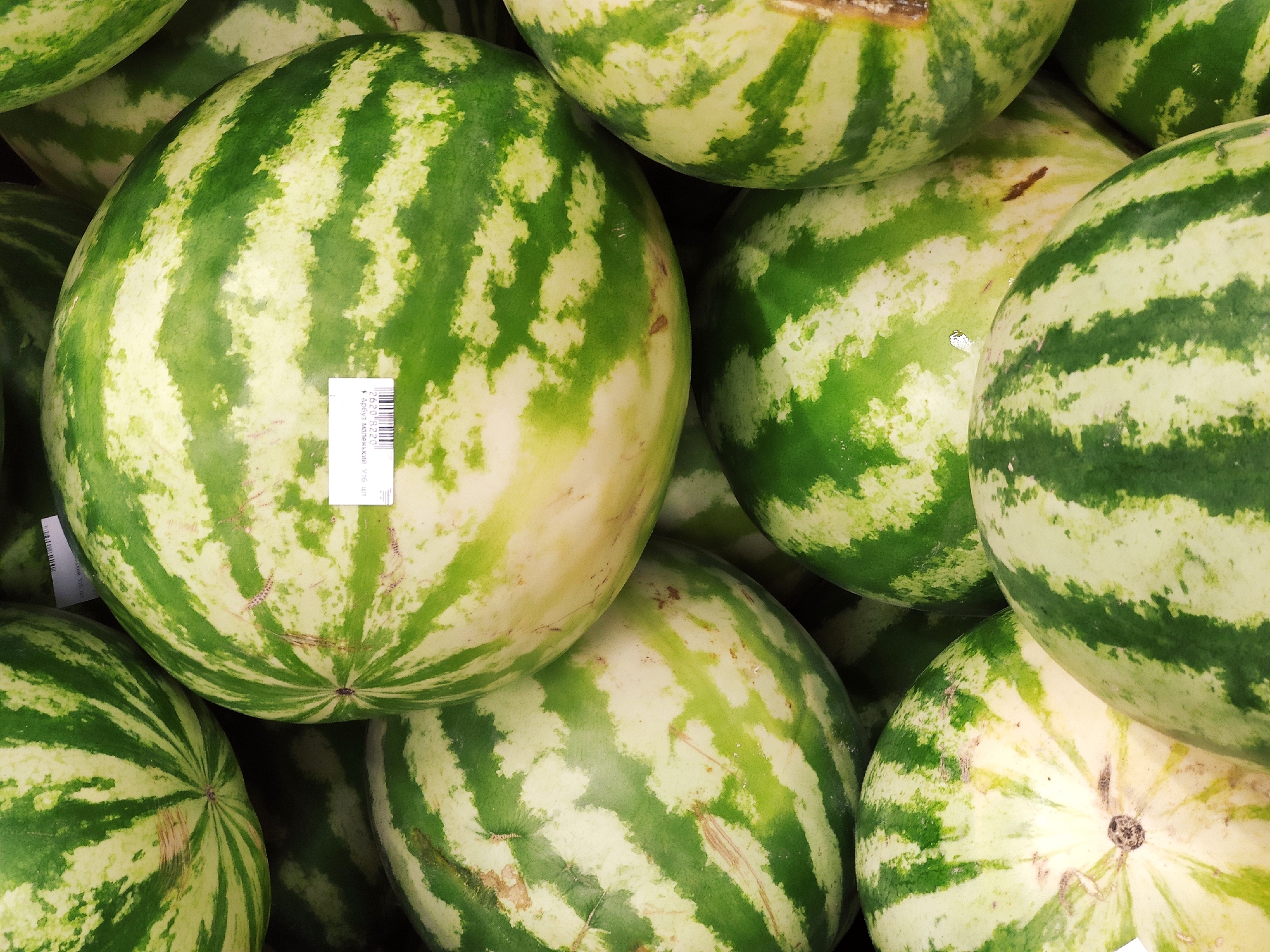 The image shows a close-up, overhead view of a pile of watermelons at a market stall. The watermelons have the characteristic green stripes of their rind. One watermelon in the center has a white sticker with Cyrillic text and a barcode. The context of Tashkent, Uzbekistan, is not evident from the image itself; it would require external information to place it geographically.