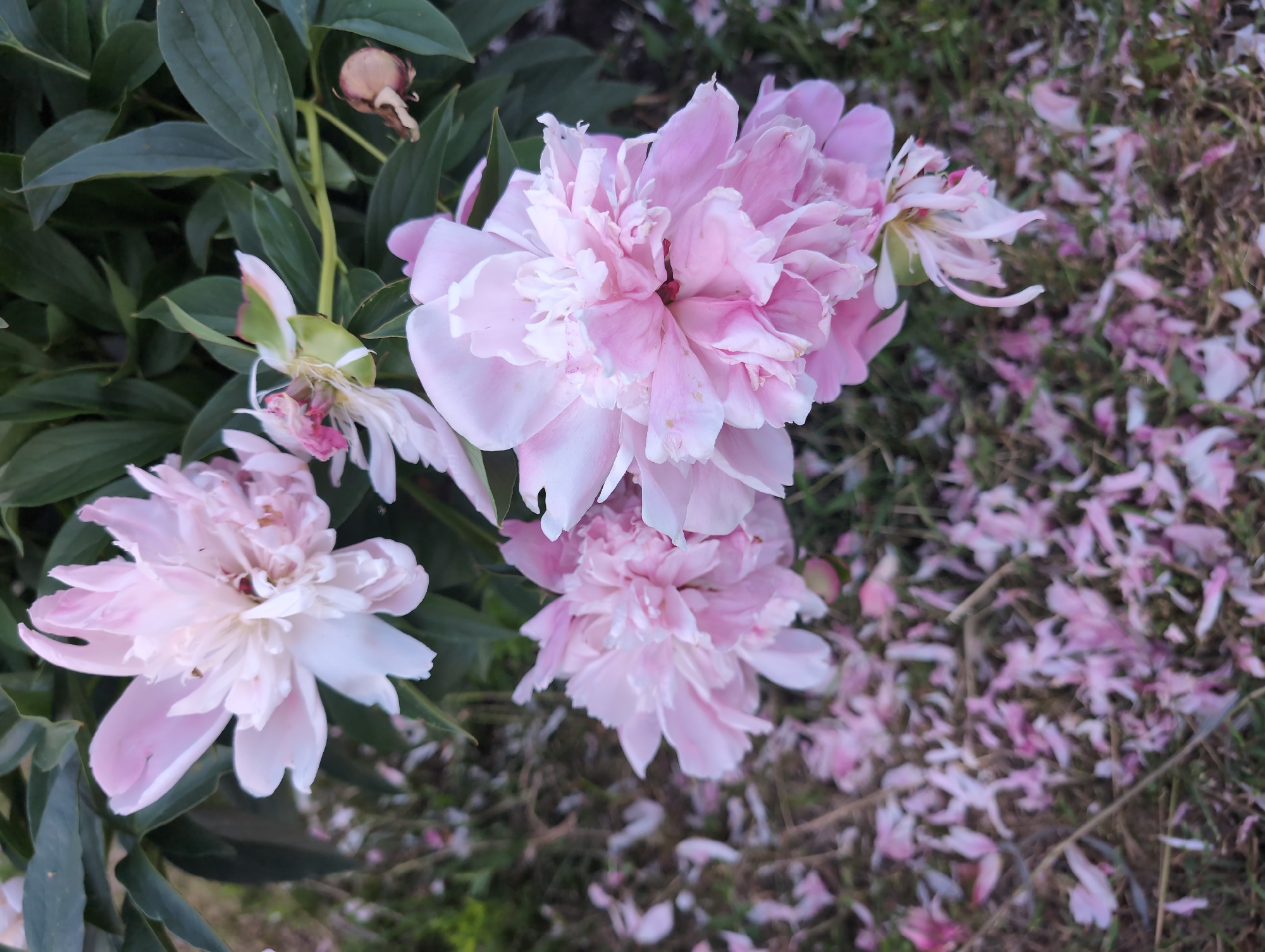 The image depicts a cluster of delicate pink peonies in full bloom, with some fallen petals scattered on the ground below. The flowers are the primary subjects, showcasing their intricate layers of petals. The background consists of lush green foliage and a hint of dry grass or soil, suggesting an outdoor setting. The scene is likely a garden or park, possibly within a residential area or a botanical garden in the city of Вышки, Russia, where such flora is commonly found during the blooming season. There are no people or animals visible in the frame, and no actions or interactions are taking place. The overall impression is one of natural beauty and transient bloom.