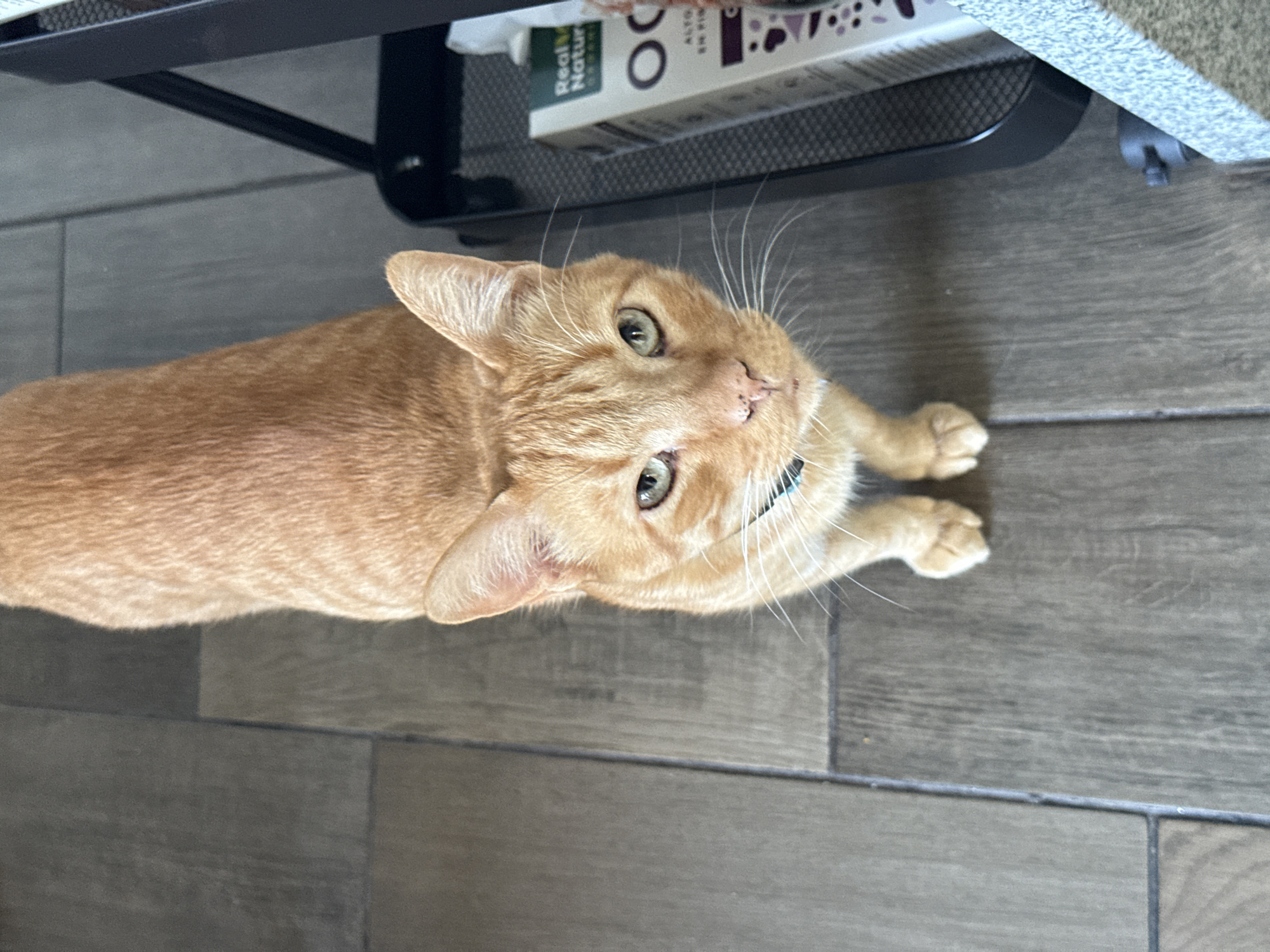 An overhead shot depicts an orange tabby cat lying on a grey wood-tiled floor, facing upward towards the camera. The cat has green eyes, a pink nose, and is wearing a dark-colored collar. It is lying with its front paws stretched out in front of it. Overhead, there is a dark metal basket or shelf, and on top of it sits a white box with brown and purple lettering. The location is not discernible from the image, and there is no evidence to suggest it is located in Mexico City, Mexico.