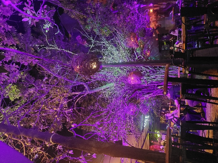 A nighttime outdoor scene features trees with bare branches illuminated by purple and orange lights. Decorative, orb-shaped lanterns hang from the branches. In the background, a bar or restaurant area is visible with people seated at tables. Chairs and tables are silhouetted against the light. The atmosphere is festive and dimly lit, creating a unique and warm ambiance.