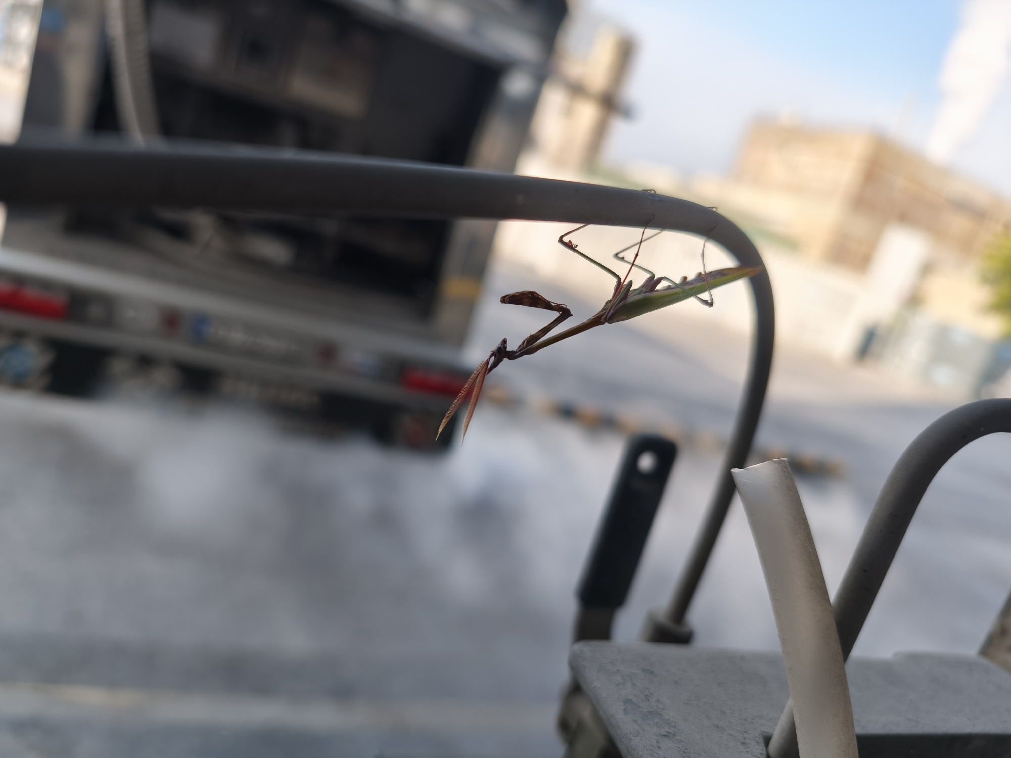 A praying mantis is perched upside down on a dark metal bar in the foreground of the image, with its legs extended and its head facing towards the left. The mantis is green and brown. In the background, a blurred image of a large truck or bus is visible, with a red light on its rear. Beyond that, a light-colored building and a bright sky are out of focus. The ground is paved and appears to be a street or parking lot, with some exhaust or steam visible. The scene is set in an outdoor urban environment.