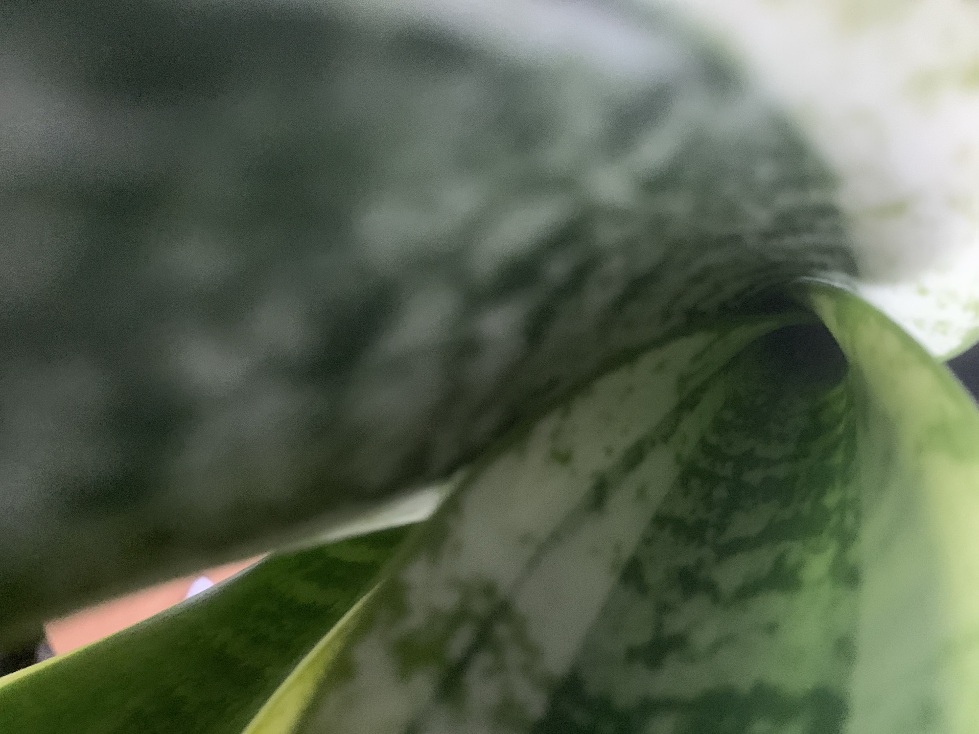 The image shows a close-up view of a snake plant (Sansevieria trifasciata). The focus is on a new leaf emerging and curling inwards. The leaf is green with light green and white variegation. The background is blurry, but suggests more plant material and a glimpse of a brown pot. There is no indication of the location being Moscow, Russia.