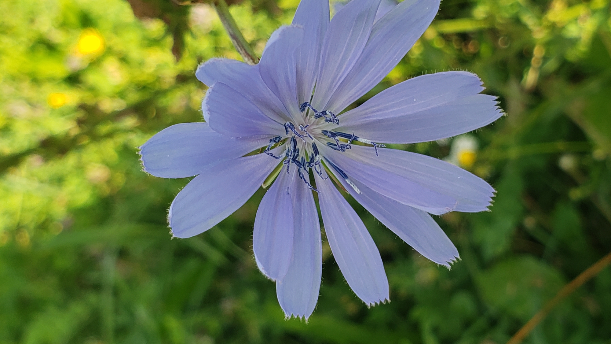 A close-up, vertical, full-frame shot captures a light purple chicory flower in bloom. The flower's petals are serrated along the edges and display a delicate, slightly fuzzy texture. The center of the flower reveals dark blue stamens, creating a striking contrast with the pale petals. The background is a blur of green foliage and yellow bokeh, suggesting a natural outdoor setting likely within a park or green space in Prešov, Slovakia. There are no people or identifiable structures visible in the image.