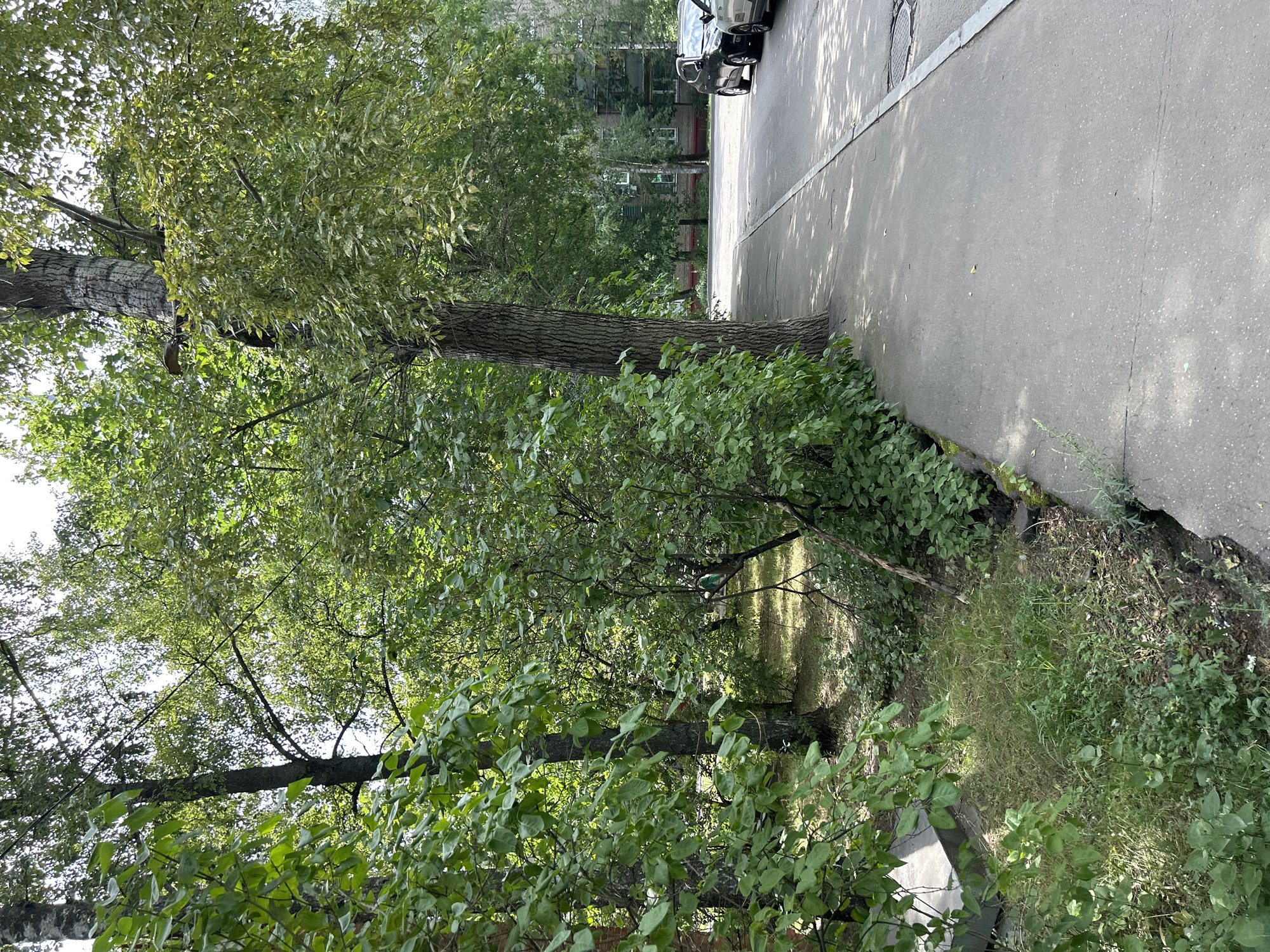 In an outdoor urban setting, a sidewalk runs alongside a street lined with parked cars. Trees with dense green foliage are present on the left side of the sidewalk, casting dappled shadows on the paved surface. The street is made of asphalt, and the sidewalk appears to be made of concrete. In the background, a multi-story residential building with windows is visible, partially obscured by the trees. The area beside the sidewalk is overgrown with grass and various plants. The overall scene depicts a typical street view in a residential area.