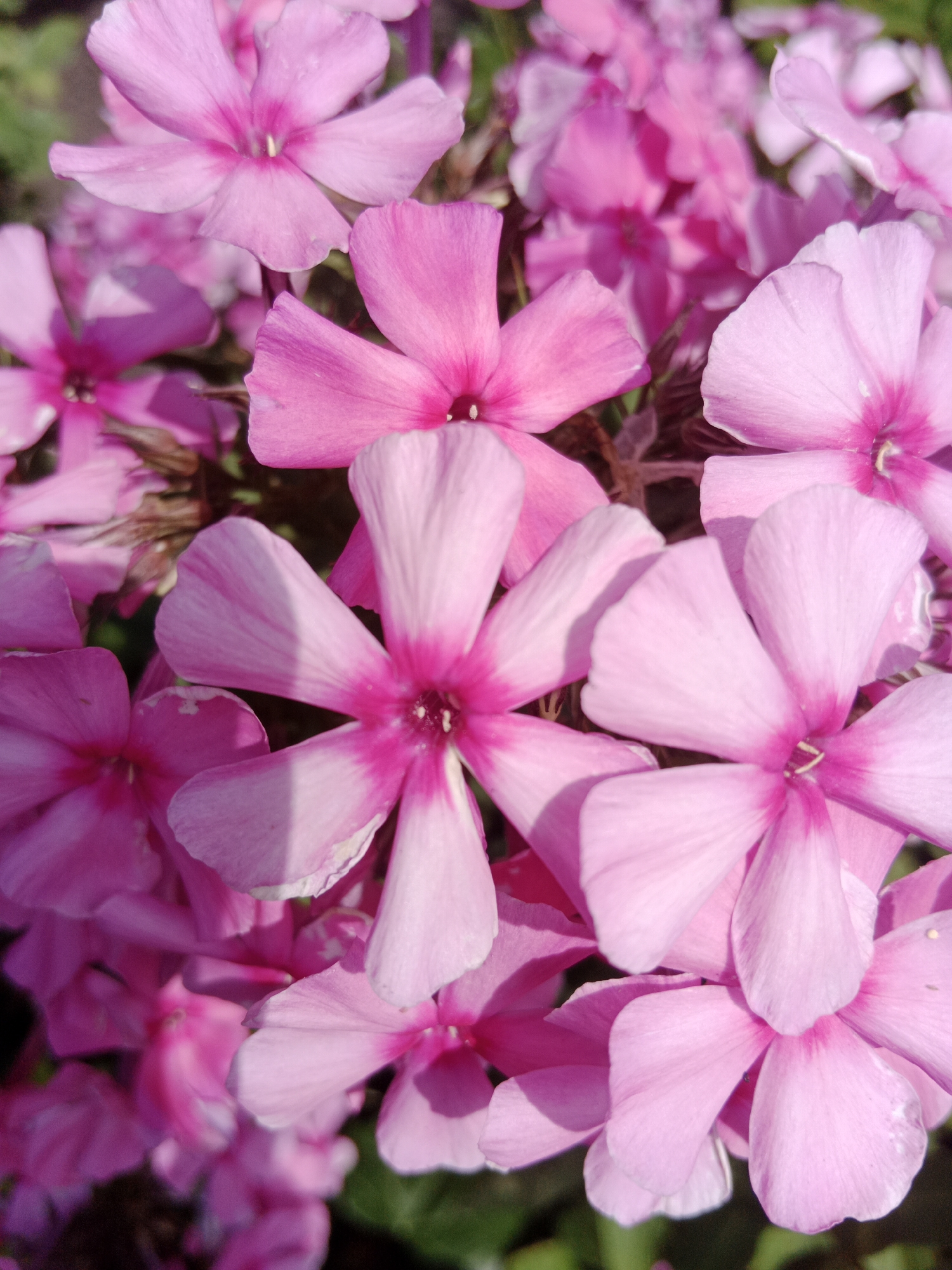 A close-up, high-angle shot features a cluster of pink phlox flowers. The petals are a vibrant pink, transitioning to a deeper fuchsia in the center of each bloom. Some petals show soft folds and delicate veins. The lighting casts gentle shadows, highlighting the three-dimensional quality of the flowers. The background is softly blurred, with hints of green foliage. This image was captured in Bydgoszcz, Poland.