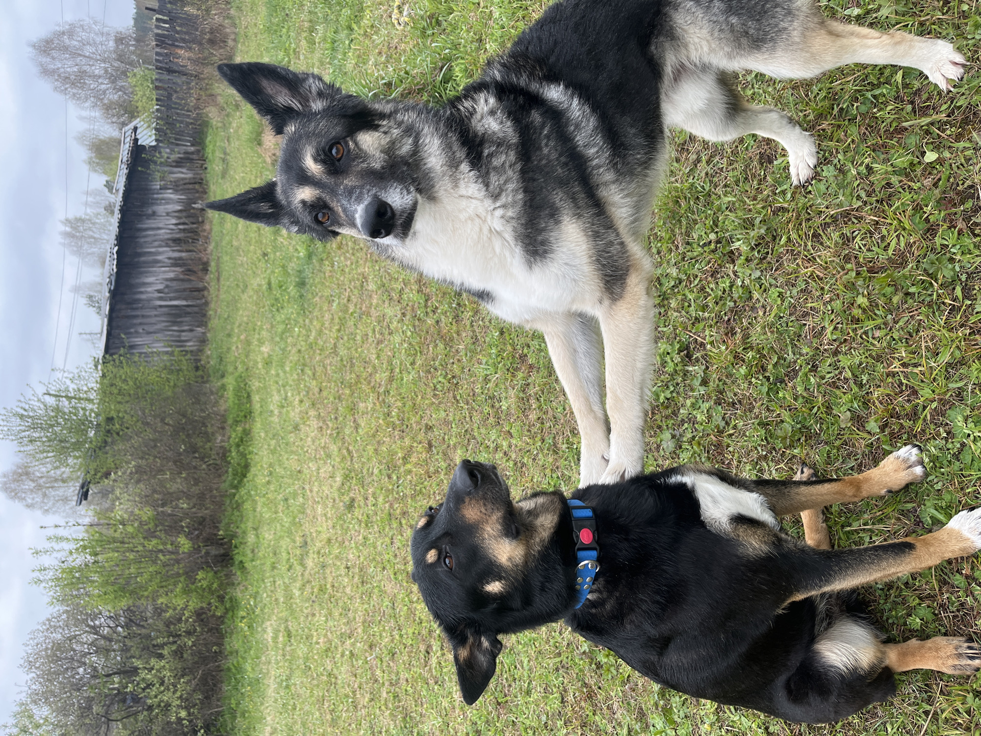 The image depicts two dogs in a grassy outdoor area. One dog is standing, with a mix of black, grey, and white fur, and is looking directly at the camera. The second dog is lying down, primarily black with tan markings on its legs and face, wearing a blue collar with a red accent. In the background, there is a weathered wooden structure that appears to be an old building or shed. Trees and foliage are also visible, suggesting a rural or semi-rural setting. The sky is overcast. There is no verifiable information about the location being Nizhny Tagil, Russia, in the provided image.