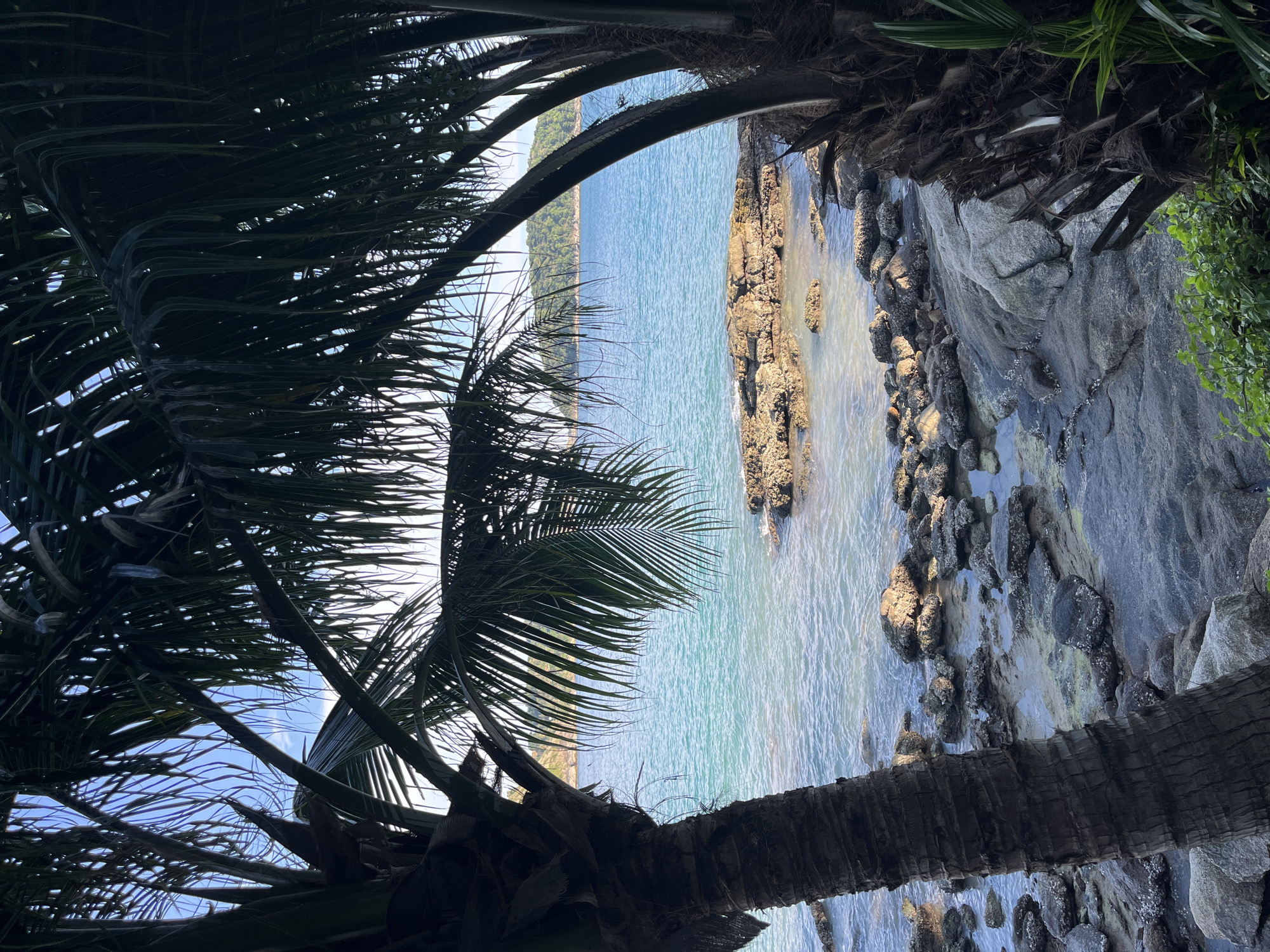 The image depicts a rocky shoreline in Rawai, Thailand, framed by the fronds and trunks of palm trees. The turquoise ocean water laps against numerous large, barnacle-encrusted rocks scattered across the beach and partially submerged in the water. In the distance, a verdant, tree-covered island rises from the sea under a clear blue sky. The foreground features the textured bark of a palm tree on the left and more lush green foliage peeking in from the right edge. The scene appears serene and undisturbed, bathed in natural daylight.