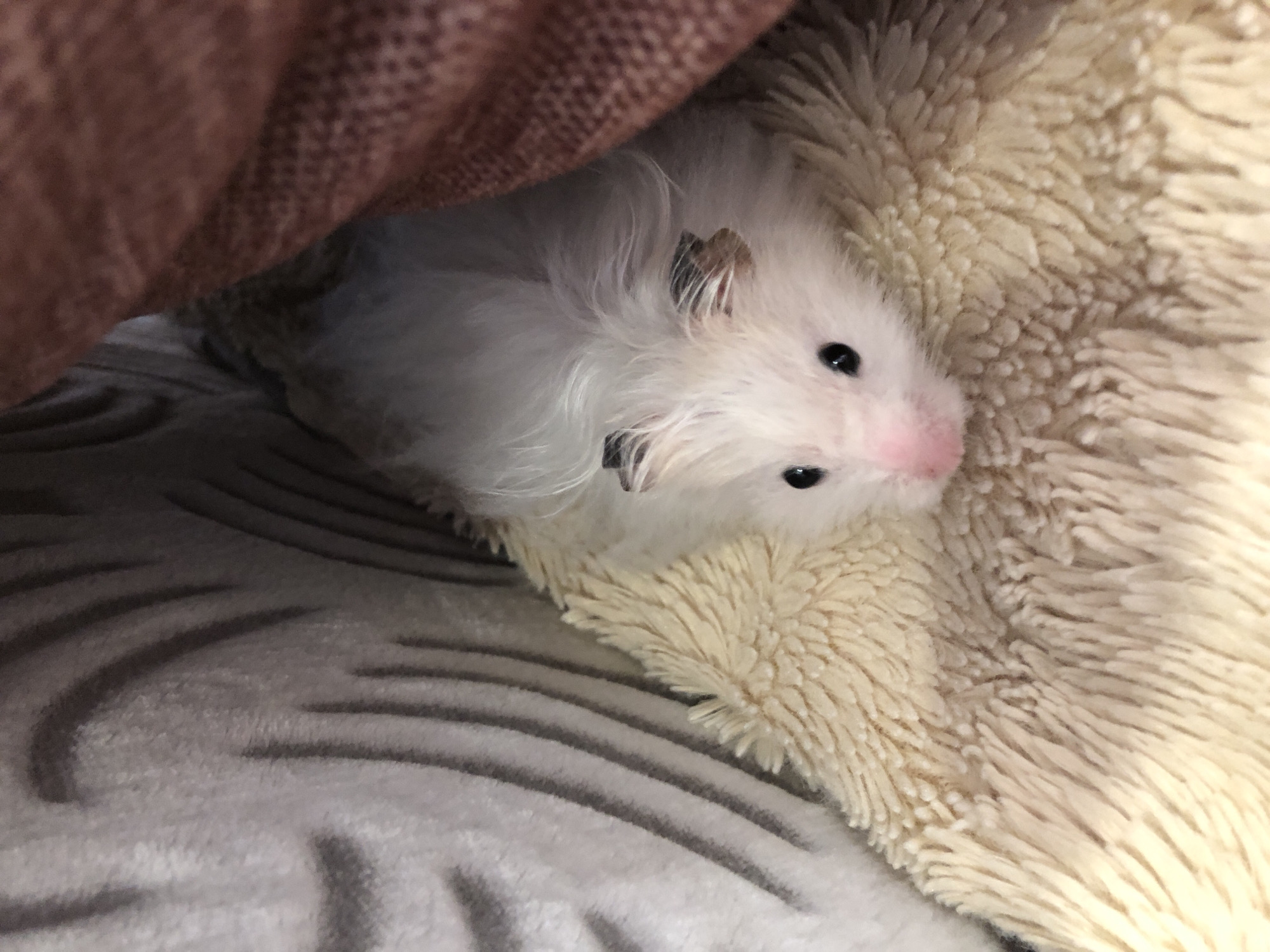 A fluffy, white hamster with black eyes and a pink nose is nestled within a soft, cream-colored fuzzy blanket. A portion of a reddish-brown textured fabric, possibly a blanket or bedding, is visible in the upper left corner, casting a shadow over the hamster. The hamster appears to be in a cozy, indoor setting, possibly a pet bed. The lighting suggests it could be daytime or a well-lit room. The hamster's gaze is directed towards the viewer, and its expression could be interpreted as curious or content. There is no visible text in the image. The location context provided is Solikamsk, Russia.