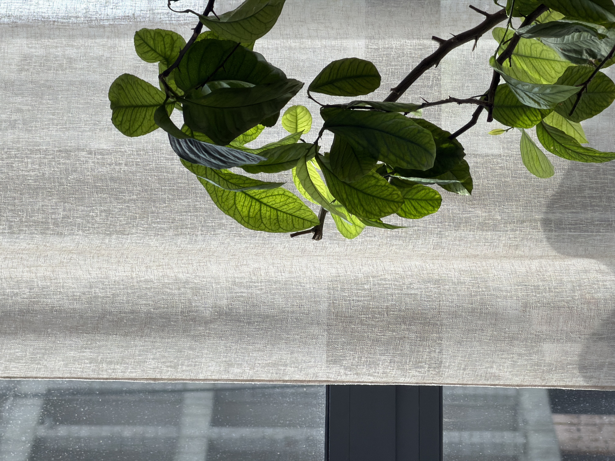 The image presents an indoor view looking out through a window, largely obscured by a light-colored, textured fabric blind. In the upper portion of the frame, a plant branch with numerous green leaves extends from the upper left towards the upper right. The leaves are predominantly dark green, but many are backlit by strong light from behind, revealing their intricate venation patterns and appearing more translucent and vibrant. The branch itself is dark brown and appears to have small thorns or sharp protrusions, particularly visible on the left side of the branch.
Below the plant, the majority of the image is dominated by the off-white or light beige fabric of a roller blind or shade. The fabric has a visible woven texture, giving it a subtle pattern and dimension. This blind is pulled down, covering most of the window opening. At the very bottom of the frame, a narrow horizontal strip of the actual window pane is visible. This glass surface shows faint smudges or water marks and reflects indistinct shapes, suggesting an outdoor scene or reflections from the interior. To the bottom right, a dark, vertical element, likely a window frame or a part of an exterior building structure, is visible through the window.
The bright backlighting on the leaves indicates daytime, with strong ambient light from outside. The scene is static, capturing a moment of natural light illuminating indoor foliage against a window covering. The setting is an interior space in Yerevan, Armenia. There are no people or visible text in the image.