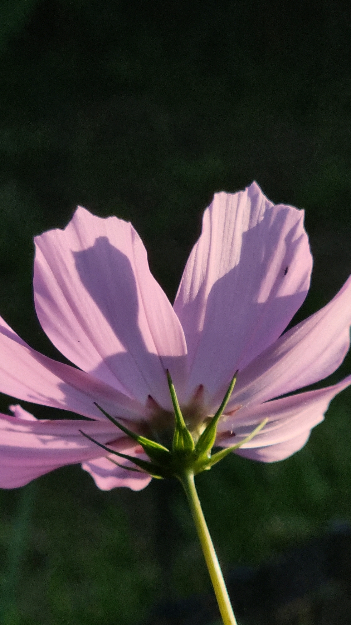 A close-up, low-angle shot captures the underside of a delicate pink cosmos flower with visible shadows cast by its petals. The flower stem, also pink, extends downwards out of frame against a dark green, out-of-focus background, suggesting it is outdoors. The lighting indicates it is daytime, with sunlight creating the strong shadows. The image is devoid of any human presence or structures. The scene depicts a natural setting, likely a garden or park, in Vysokoe, Russia.