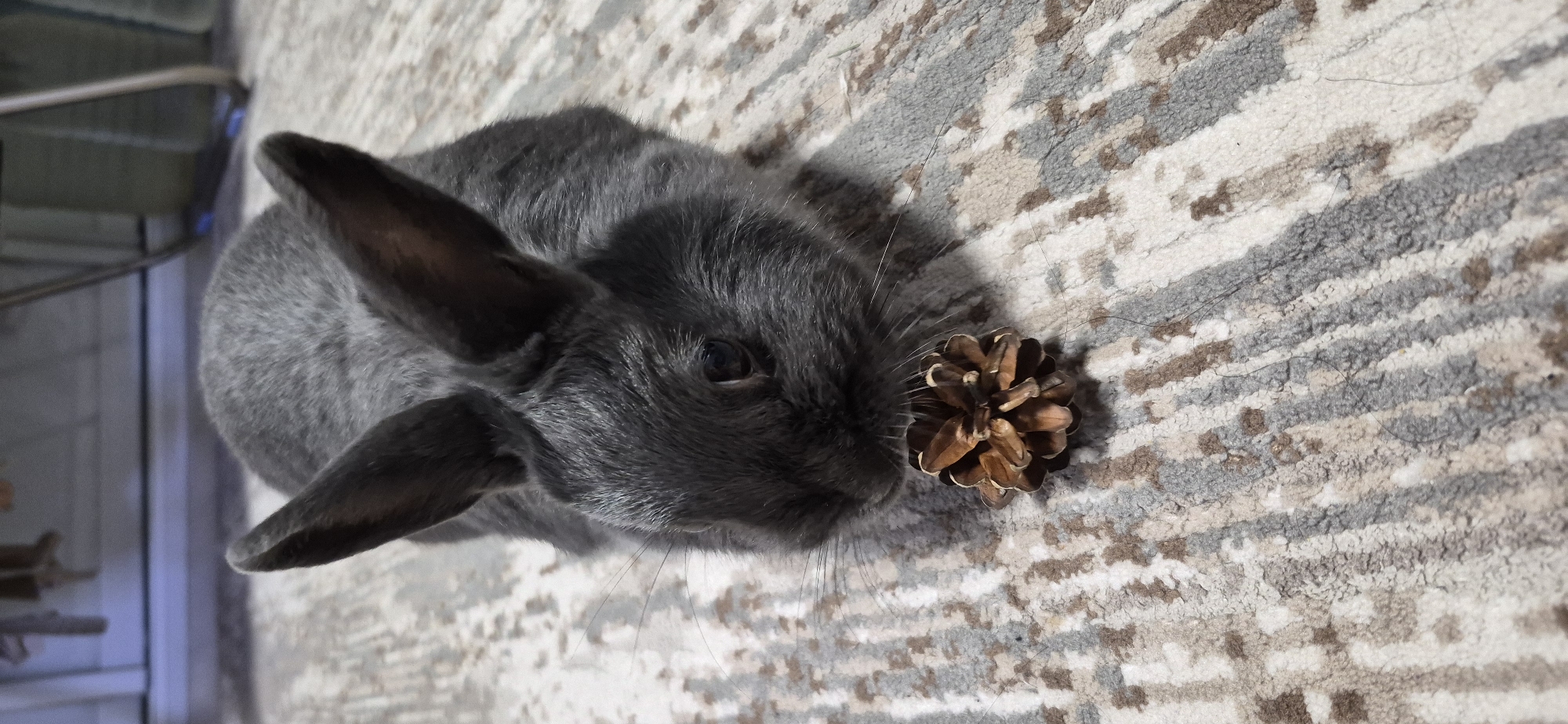 A grey rabbit is shown from a low-angle, eye-level perspective, positioned on a carpeted floor. The rabbit is in focus, with its head lowered as it sniffs a small, brown pinecone placed directly in front of its nose. The rabbit's ears are perked upright, and its whiskers are visible. The carpet exhibits a patterned design with alternating vertical stripes of cream, grey, and light brown. The background is out of focus, showing a blurred interior environment with hints of furniture and a vertical structure that could be part of a chair or table leg. The lighting appears to be ambient indoor lighting. There is no information available in the image to determine its location in the city of Ussurijsk, Russia.