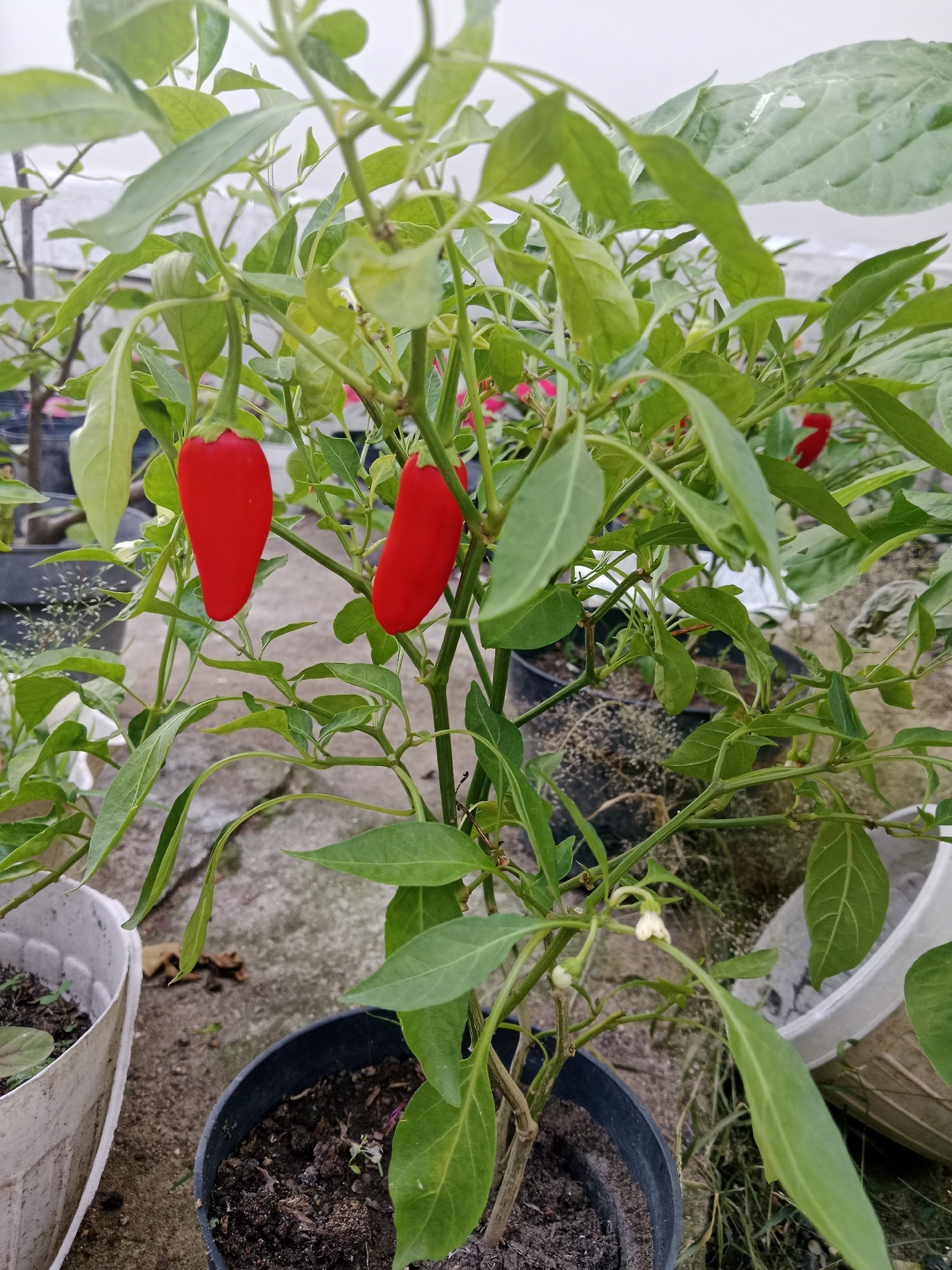 The image shows a potted chili pepper plant, with two ripe red peppers hanging prominently. The plant is in a black plastic pot. The leaves are green and healthy, with some white flowers visible. Other potted plants are visible in the background. The setting appears to be an outdoor space, possibly a garden or patio, with a concrete surface visible.