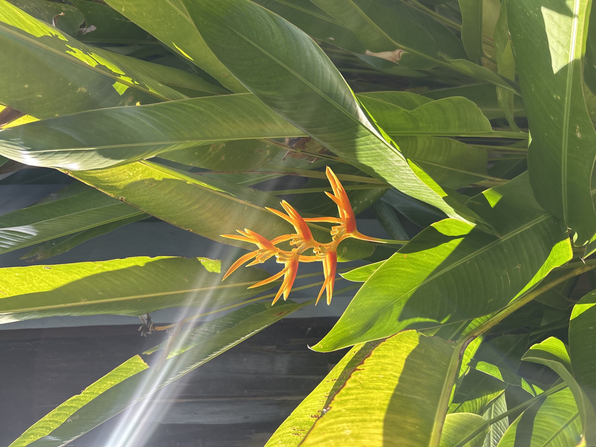 The image depicts a vibrant tropical scene, likely captured in Kuta Selatan, Indonesia, although this cannot be definitively confirmed from the visual content alone. The focal point is an arrangement of Heliconia psittacorum flowers, distinguished by their vivid orange bracts that resemble bird beaks. These flowers are partially obscured by broad, green leaves, possibly belonging to banana or similar tropical foliage. The leaves exhibit a rich texture, accentuated by strong sunlight that creates sharp contrasts between light and shadow. The lighting suggests a sunny day, possibly early morning or late afternoon, given the angle and intensity of the light. The background appears to be a textured wall, indicating that the plants are growing close to a structure. Overall, the image conveys a sense of tropical lushness, characteristic of the Kuta Selatan region known for its vibrant vegetation.