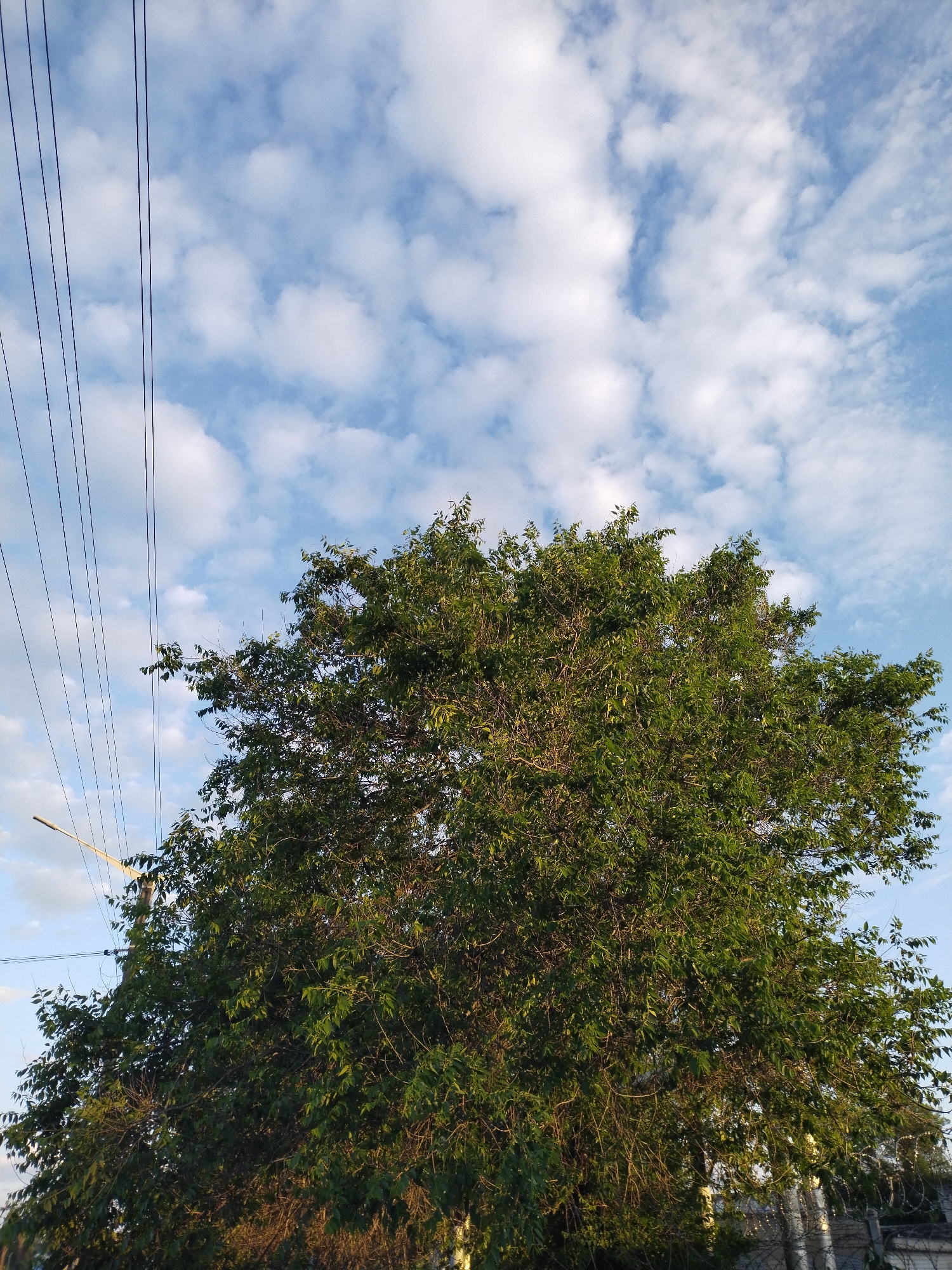 The image displays an outdoor scene featuring a large, dense green tree against a backdrop of a bright blue sky with scattered white clouds. The tree, filling the majority of the lower frame, exhibits rich green foliage, with sunlight highlighting some leaves and casting shadows on others, suggesting a specific time of day.
In the upper left portion of the image, multiple dark utility wires or power lines run diagonally, partially obscured by the tree's branches. A segment of a light-colored utility pole or street light fixture is also visible on the far left side, behind the wires and foliage. The sky above is a clear, light blue, adorned with soft, puffy cumulus clouds, indicative of pleasant weather conditions.
Toward the bottom right, behind the tree's canopy, faint outlines of structures, possibly a light-colored wall or fence with some metallic components and sparse vegetation, can be glimpsed. The lighting suggests either early morning or late afternoon, as implied by the direction of the sunlight on the tree. No particular activity or event is taking place; the scene is a static environmental snapshot. There is no visible text within the image. The setting is Horishni Plavni, Ukraine.