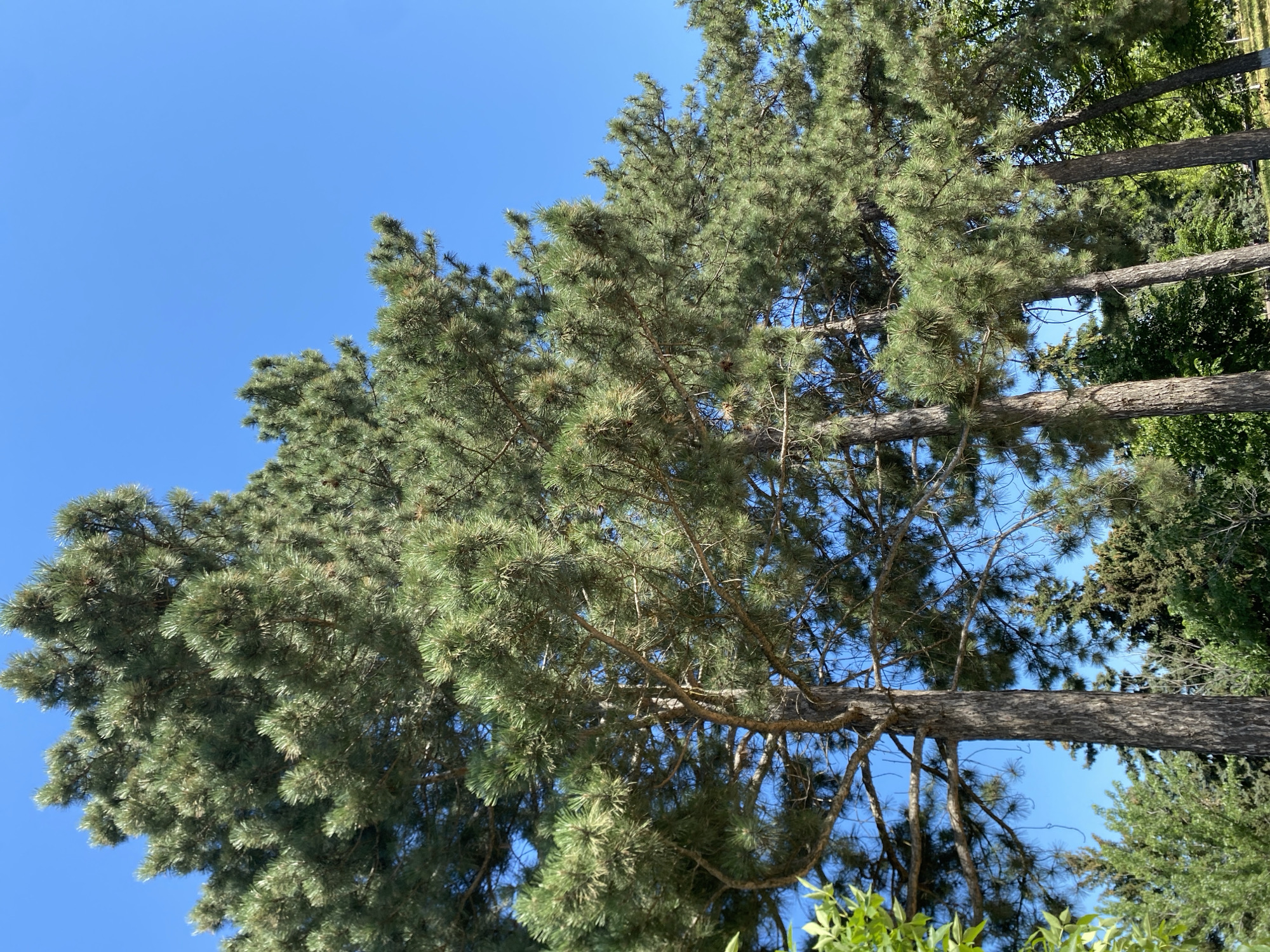 The image depicts a cluster of tall pine trees with dense green foliage against a clear blue sky. The sun is shining, casting light on the branches and needles. The trees are in various stages of growth, with some appearing older and thicker than others. In the background, the sky is unobstructed, suggesting an outdoor environment, possibly a park or a forested area. The scene is devoid of any human presence or man-made structures, focusing solely on the natural landscape. This scene is located in Kushchovskaya, Russia.