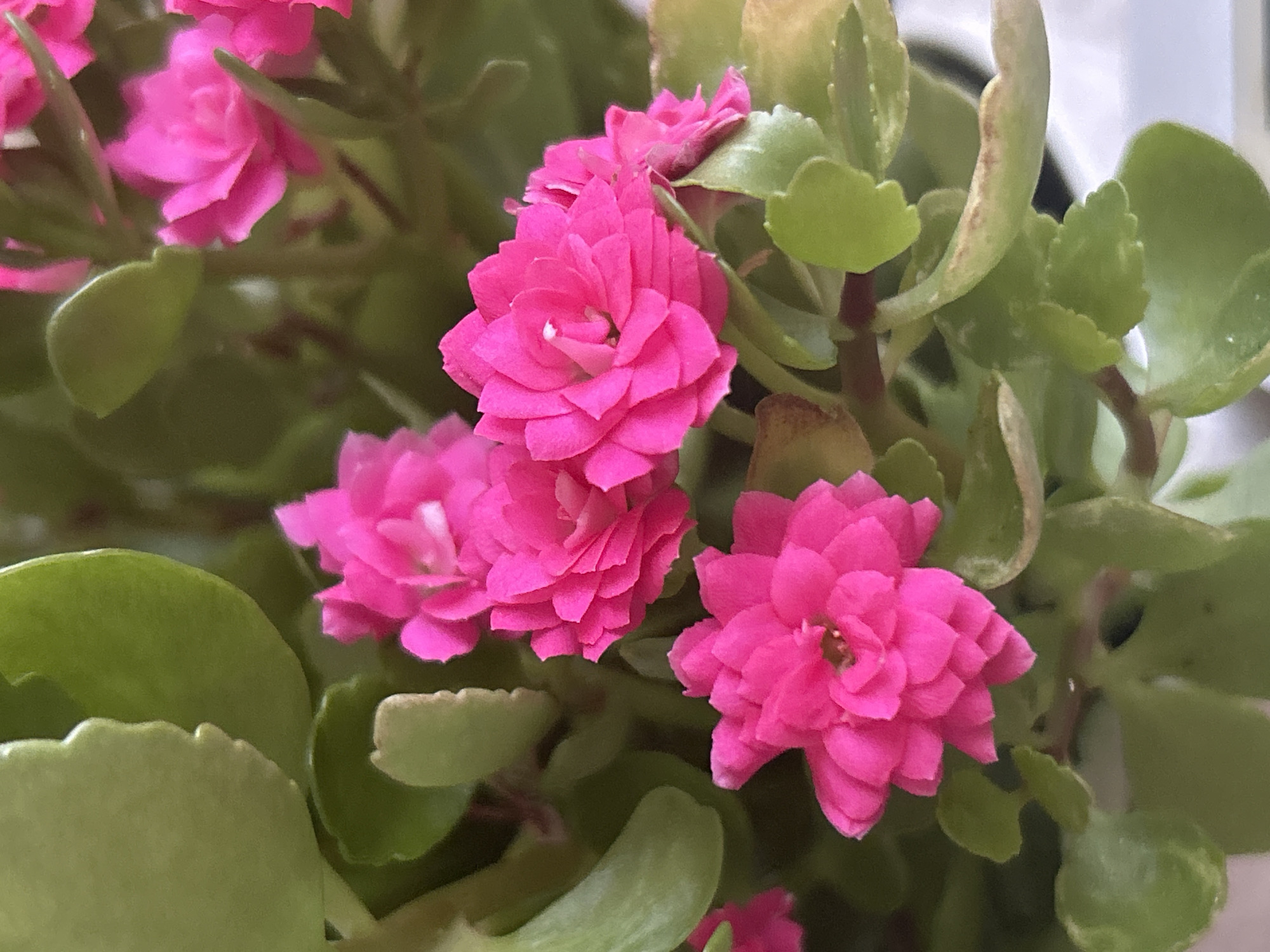 The image is a close-up, eye-level shot of a flowering Kalanchoe plant with bright pink, dense blossoms and thick, green, succulent leaves. The lighting is natural, likely from an indoor source or diffused daylight, creating soft shadows and highlighting the vibrant colors. The background is out of focus, suggesting a shallow depth of field. There are no people or discernible actions in the image. The image does not provide any information or context related to Plovdiv, Bulgaria.