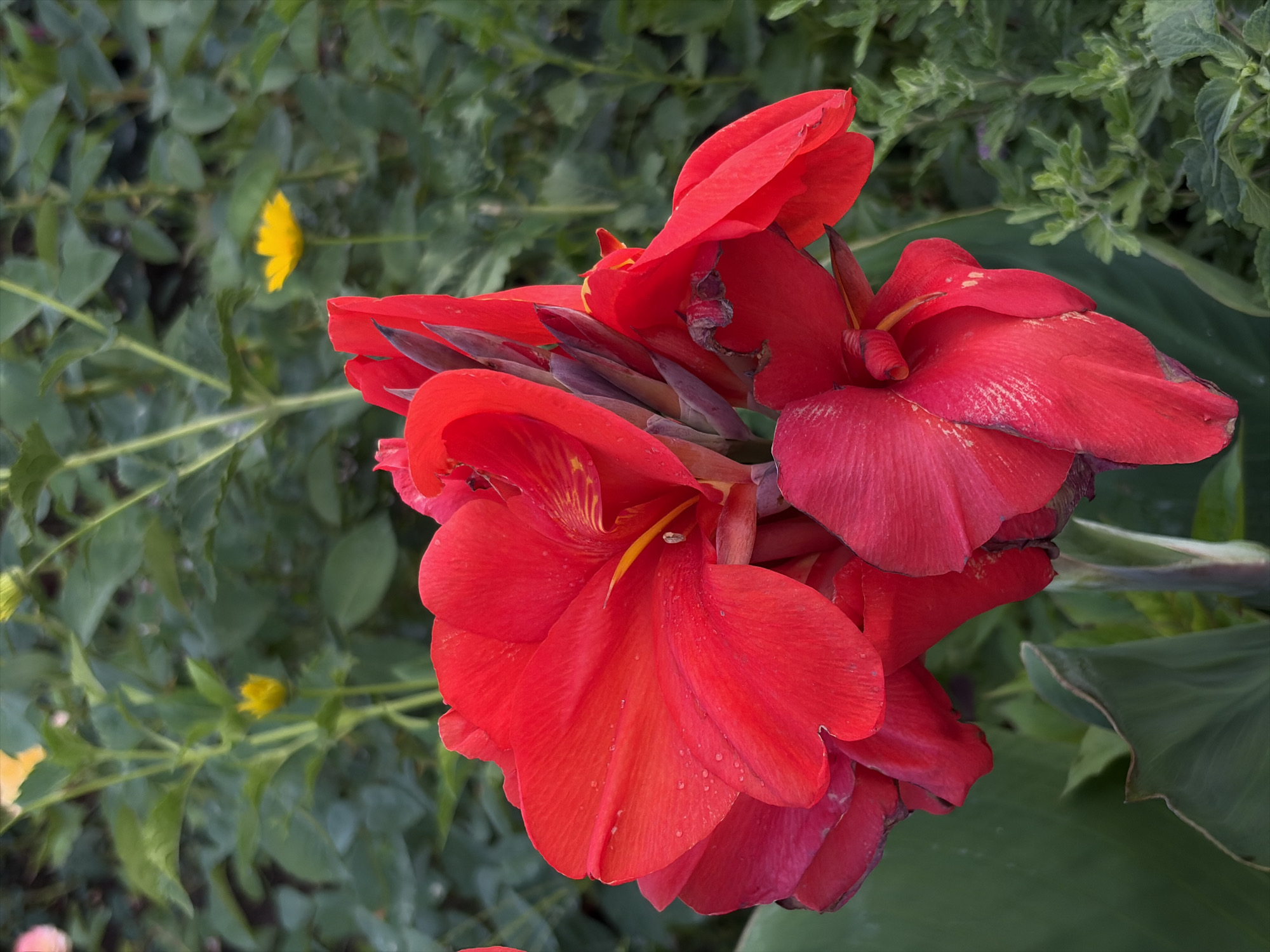 This is a close-up, high-angle shot of several vibrant red canna lily flowers in bloom. The flowers are the dominant subject, filling the majority of the frame with their large, trumpet-shaped petals. Some petals appear slightly wilted or damaged, suggesting they are past their peak. Within the center of the flowers, hints of yellow stamens are visible. The background consists of lush green foliage, out of focus, with a few small, blurred yellow flowers appearing in the distance. The lighting suggests it is daytime, and the presence of water droplets on some of the petals might indicate recent rain or dew. There is no visible text in the image. The setting appears to be a garden or natural outdoor space, possibly in Kant, Kyrgyzstan, given the location context. The overall mood is one of natural beauty and the ephemeral nature of flowers.