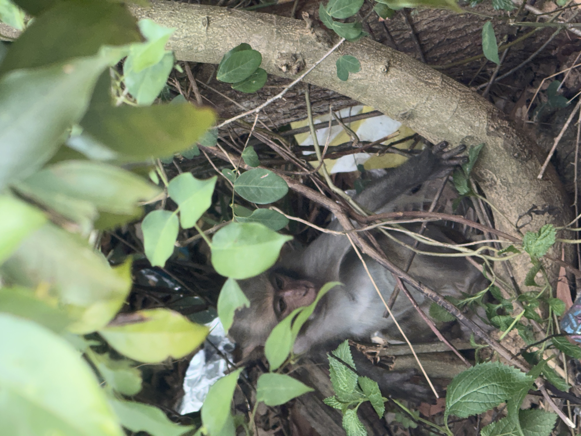 A young monkey with light brown fur sits amidst dense foliage and branches. Its face, with dark eyes and a pink nose, is partially obscured by leaves. The monkey's left arm is resting on a branch, and its hand is visible, showing dark fingers. The background is a blur of green leaves, brown branches, and some white and yellow material. The overall scene suggests a natural or semi-natural environment, possibly a park or urban green space in Đà Nẵng, Vietnam.
