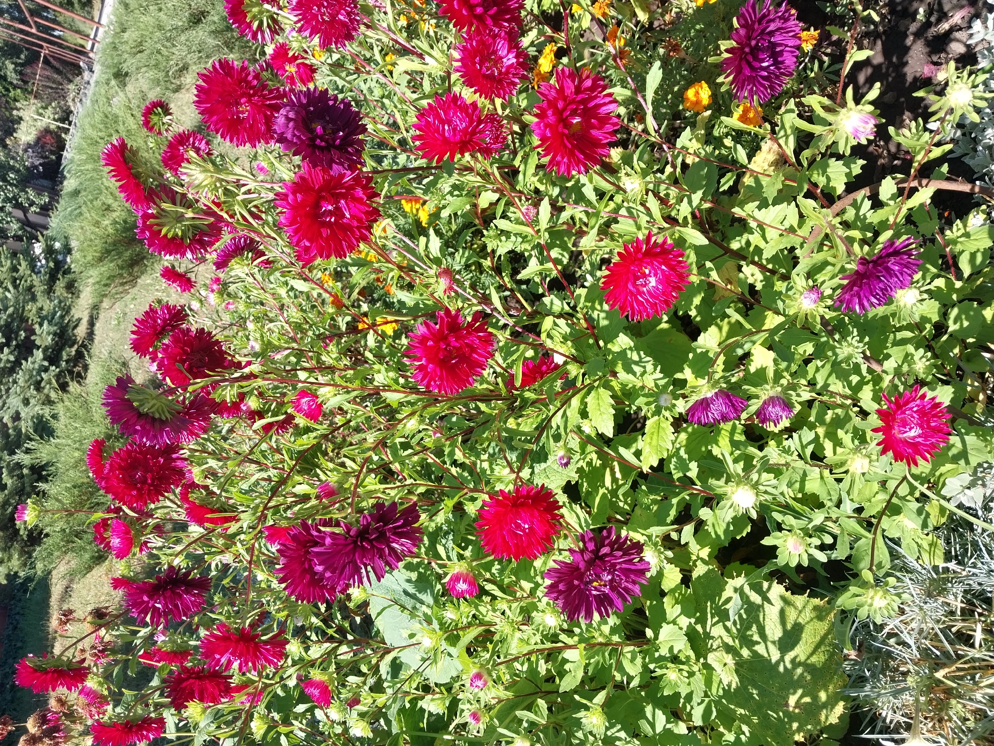 The image shows a close-up of a dense cluster of asters in a garden. The flowers are in various shades of pink and dark purple, with some buds also visible. The asters have many delicate petals, creating a full, spherical bloom. They are growing on green stems with serrated leaves. The background consists of more greenery, including bushes and possibly some other smaller, yellow flowers. The lighting suggests it is a sunny day, casting shadows on some of the leaves. The image appears to be taken in a garden in Doslidne, Ukraine.