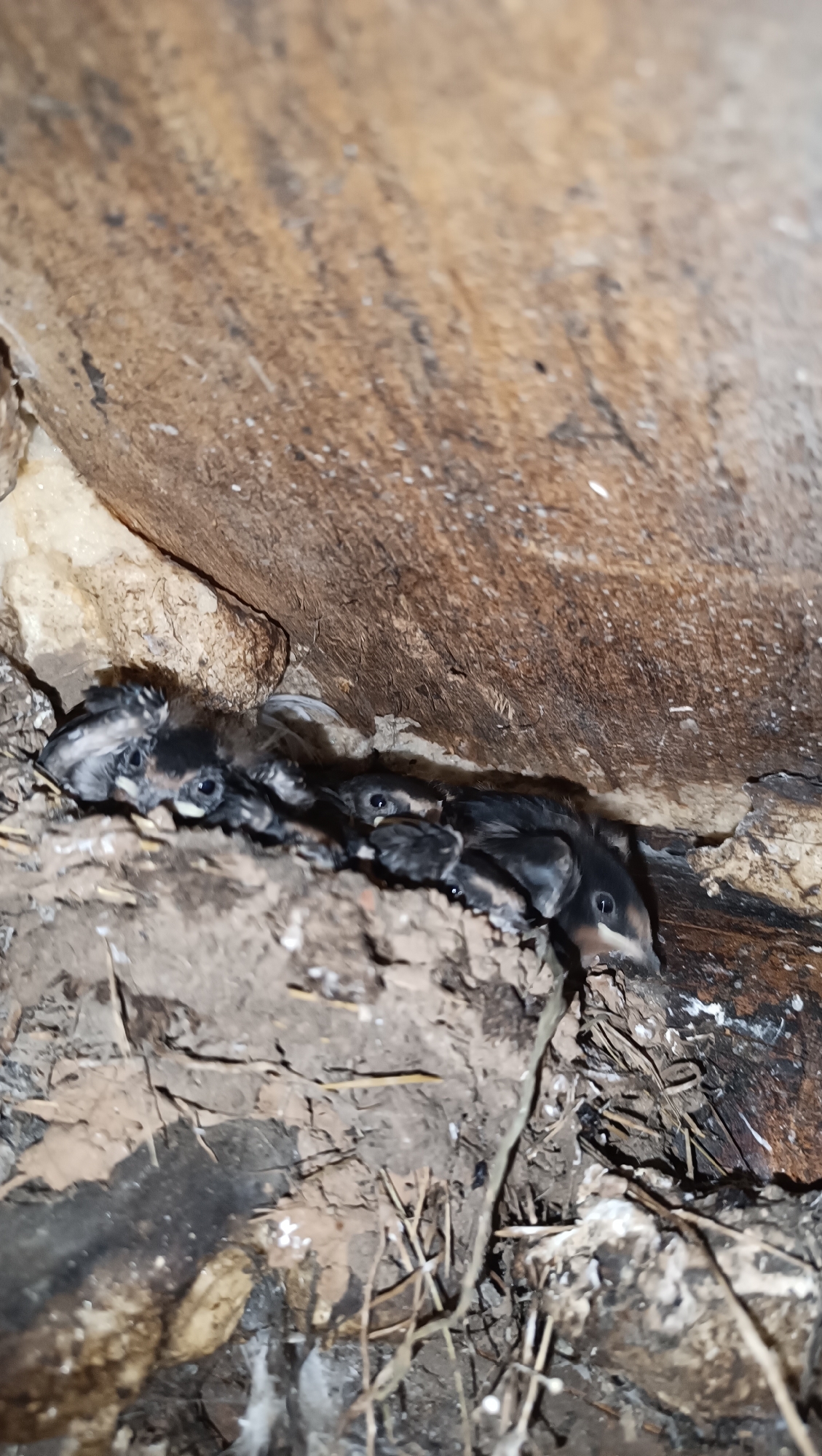 A close-up, low-angle shot shows several baby birds huddled together in a nest. The nest appears to be constructed from mud, twigs, and other natural debris, and is situated in a crevice of a wooden structure. The baby birds have dark feathers and open beaks, suggesting they are young and in need of care. The background is dominated by the rough texture of wood. The scene is dimly lit, indicating it may be in a sheltered or dark location.