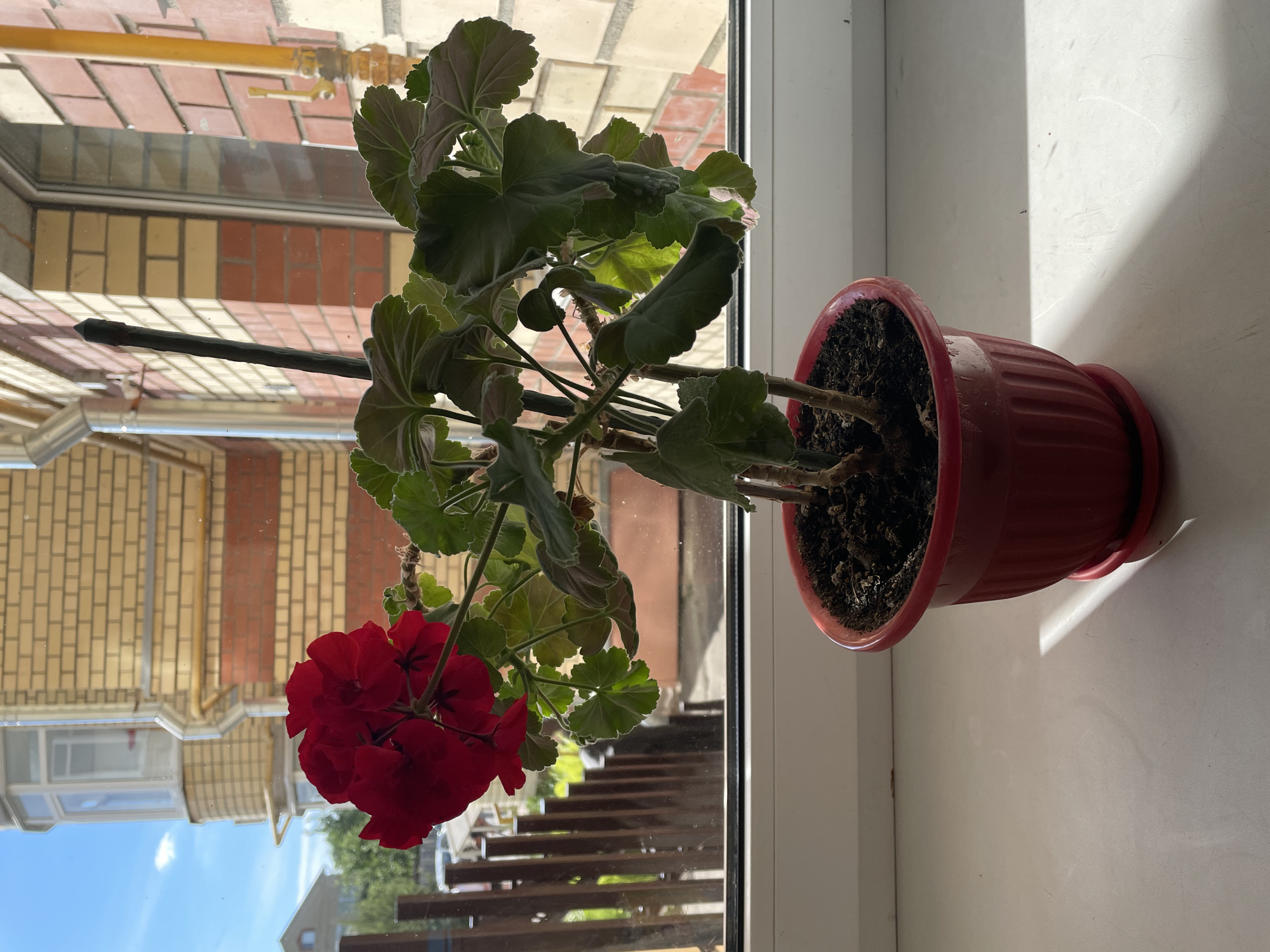 A vibrant red geranium plant, identified as *Pelargonium*, is centered in a red ribbed plastic pot with a matching saucer, positioned on a white windowsill. The plant displays multiple clusters of intensely red, five-petaled flowers with dark centers, and numerous green, lobed leaves exhibiting slight undulations and some reddish coloration on their undersides. A slender black support stake is visible, inserted into the dark soil within the pot. Strong natural sunlight illuminates the scene from the left, casting distinct shadows of the plant and the window frame onto the otherwise clean white windowsill.
The exterior view through the window reveals an outdoor environment in the city of Емельяново, Russia. In the middle ground, a wooden slatted fence stands partially visible. To the right, a multi-story building with a facade of alternating light yellow and reddish-brown bricks is prominent, featuring a metallic downspout and a yellow external gas pipe with a visible valve. To the left, a portion of a lighter-colored building with a dark roofline is discernable in the distance, alongside green foliage and trees under a clear blue sky dotted with sparse white clouds. A white vehicle is faintly visible beyond the fence in the mid-ground.