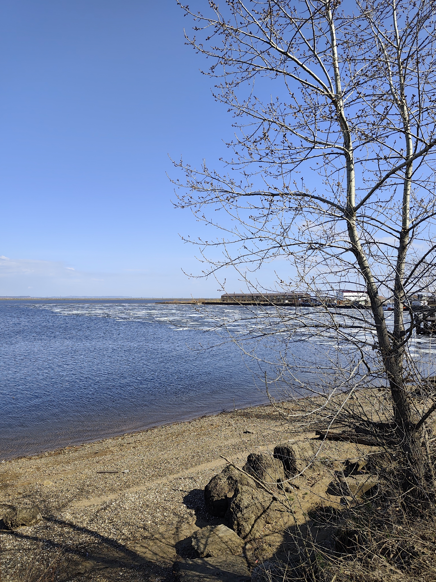 The image shows a shoreline scene, likely near the city of Chaikovsky, Russia based on the presence of frozen water and architecture in the background. A body of water with fragmented ice floes is visible. The shoreline consists of a sandy/pebbly beach. In the foreground is a bare tree without leaves. A grouping of rocks or earth is situated near the tree base. The sky is clear and blue. Buildings can be seen in the distance on the opposite shore. No people are visible in the image.