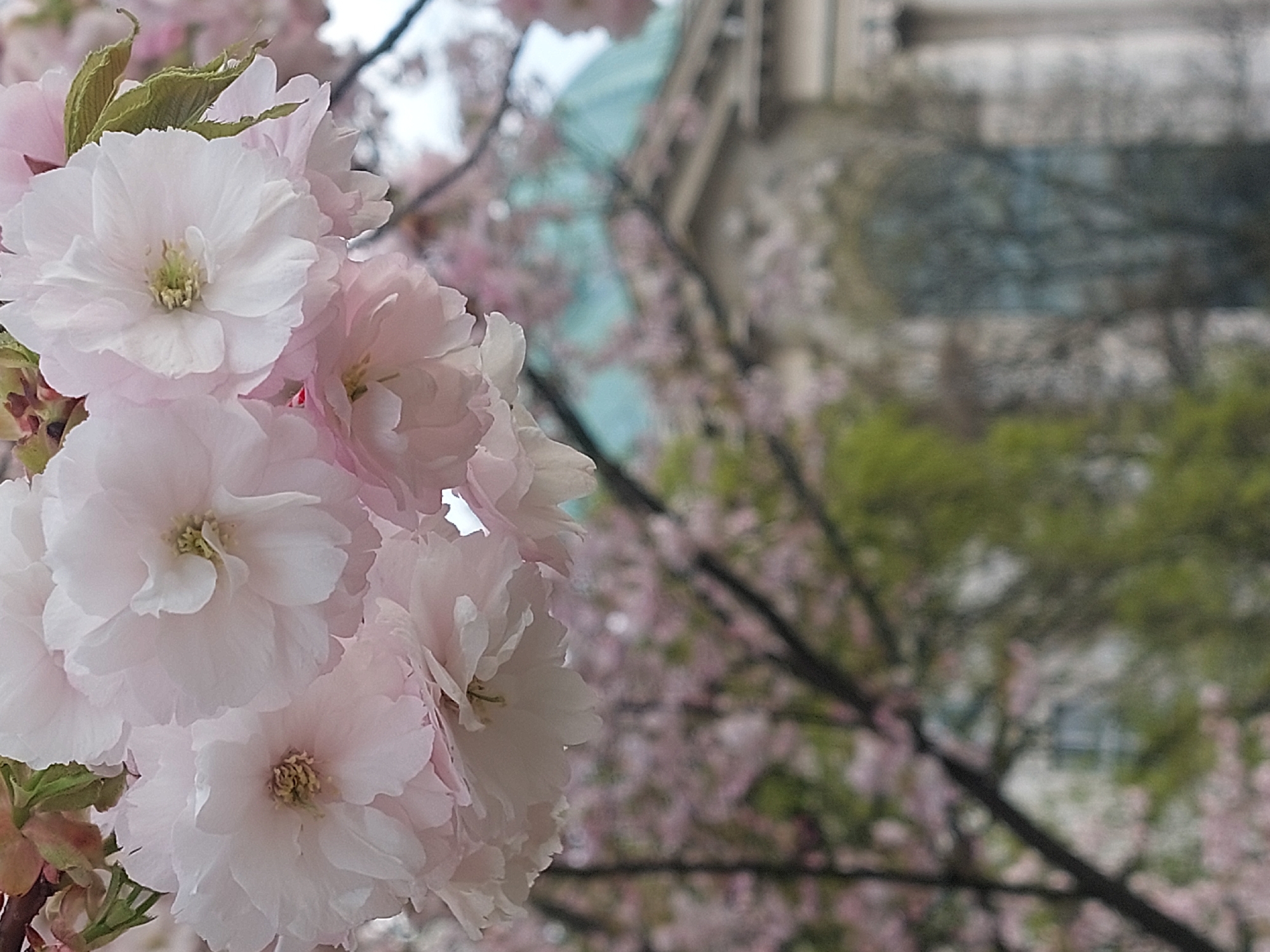 The image is a close-up photograph featuring delicate pink cherry blossoms in full bloom, dominating the left side of the frame. The blossoms are characterized by multiple layers of ruffled, light pink petals, with tiny yellow-green stamens visible in their centers. Fresh green leaves are interspersed among the flower clusters, some just beginning to unfurl.
The background is intentionally blurred, creating a shallow depth of field that emphasizes the sharpness of the foreground flowers. In the soft-focus mid-ground, more branches laden with pale pink cherry blossoms can be seen. Behind these, an indistinct building with a light-colored façade and what appears to be a distinctive green-blue domed or sloped roof section is visible. Further right in the background, out-of-focus green foliage from other trees adds depth to the scene.
The lighting suggests a bright, possibly overcast daytime, providing soft and diffused illumination that highlights the gentle hues of the flowers. There are no people visible, and no specific activity is taking place beyond the natural blooming of the cherry trees. The scene evokes a sense of natural beauty and the arrival of spring, possibly in an urban park or garden setting. No text is visible in the image.