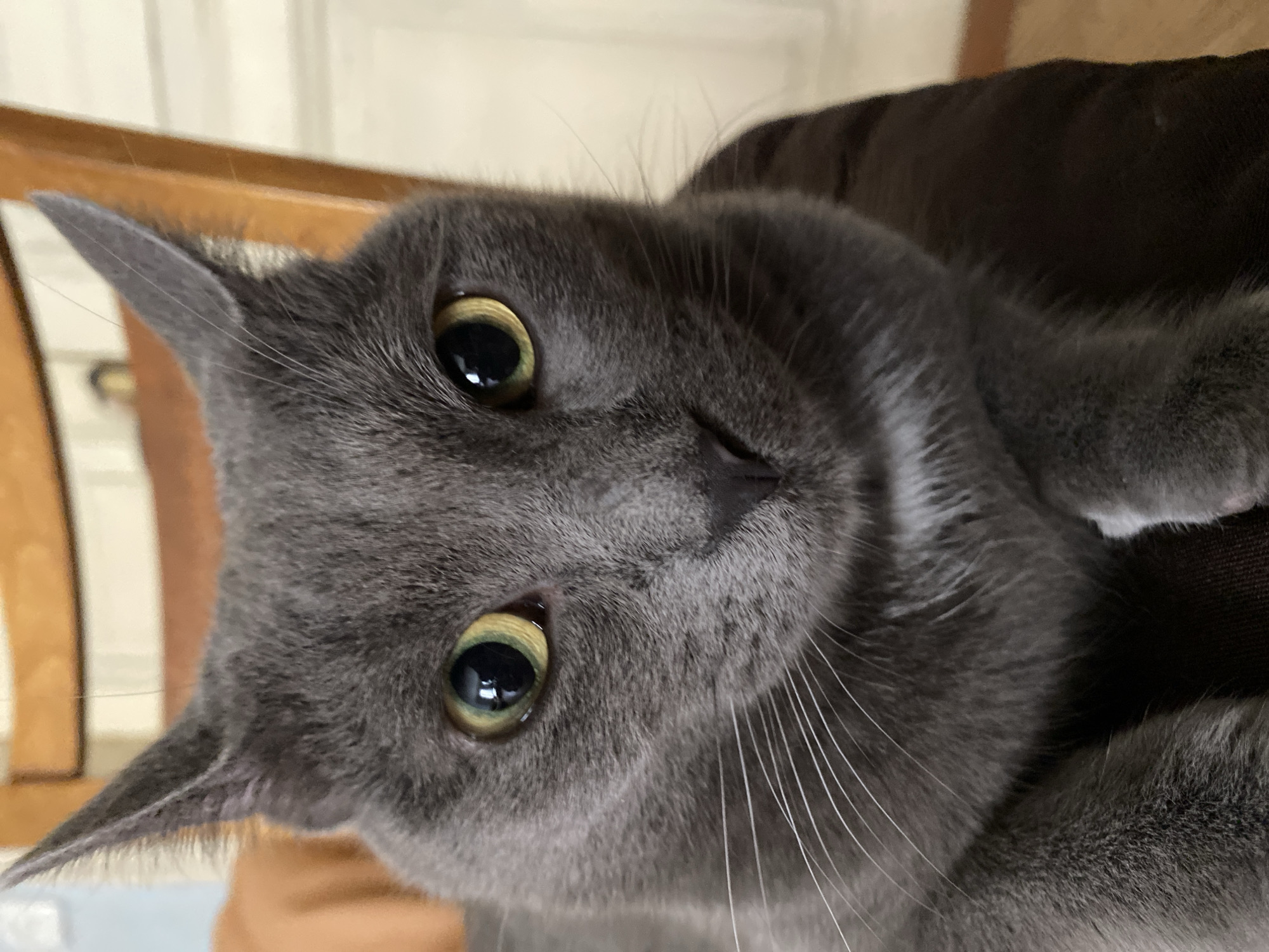 A close-up, eye-level, medium shot captures a gray cat with large, yellow eyes and white whiskers. The cat is facing forward, with its ears perked up. The background consists of a wooden chair and a lightly colored wall. The cat is lying down, possibly on a cushion or blanket.