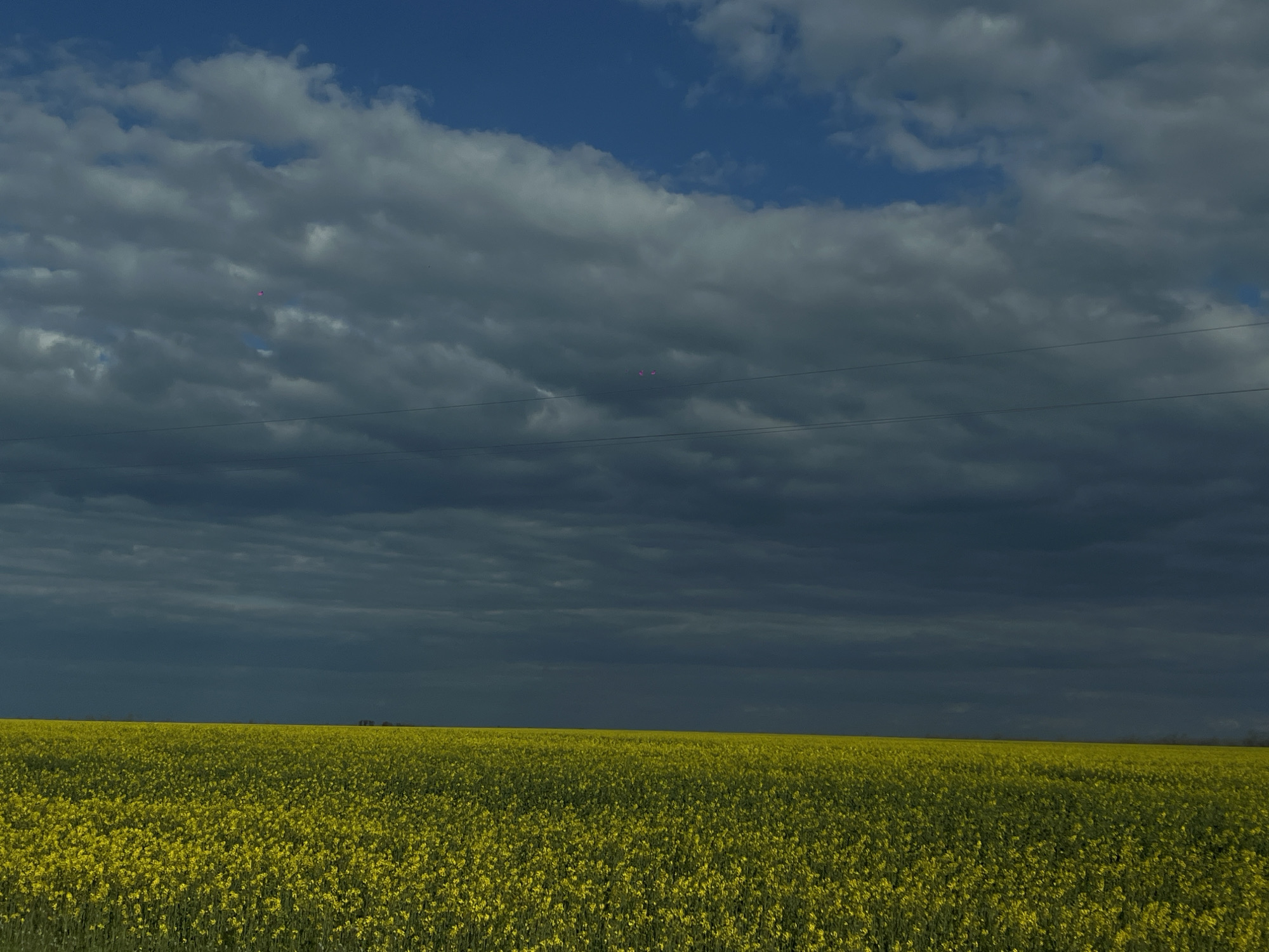 The image shows a field of yellow flowers under a dramatic sky. The field is in full bloom, stretching to the horizon. The sky is filled with dark, ominous clouds, with patches of blue peeking through. There are three red/pink balloons in the sky. A power line runs horizontally across the upper portion of the image. The location is likely Novomargaritovo, Russia, based on the request.