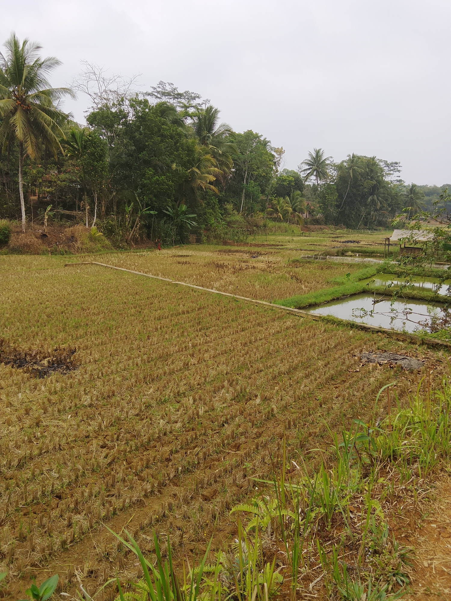 The image captures a rural landscape in Cikukulu, Indonesia. In the foreground, a harvested rice paddy stretches across the frame, its stubble a uniform golden-brown against the damp earth. A narrow, light-colored plank crosses diagonally over the field. To the right of the paddy, a small, clear body of water, likely a pond or irrigation channel, is bordered by a strip of green grass. Beyond this water feature, a simple wooden structure, possibly a shed or small house, is visible. The background is dominated by a dense, lush forest, with tall palm trees reaching towards an overcast sky. The overall scene suggests a peaceful, agricultural setting. There are no people or animals visible in the image.
