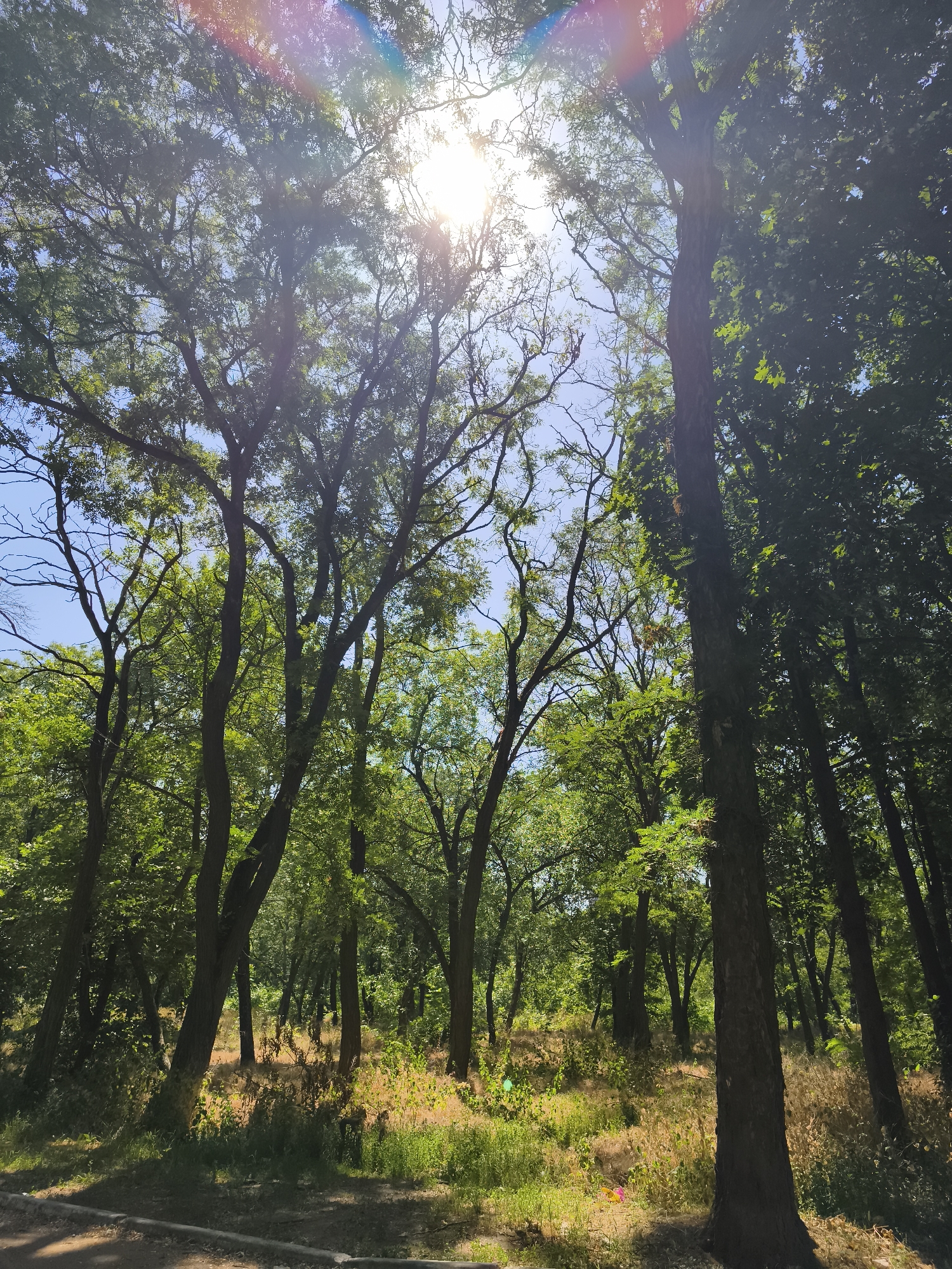 The image depicts a sun-drenched forest scene, likely within the city of Sokolivske, Ukraine. Tall, mature trees with dense green foliage dominate the frame, their branches reaching towards the sky. The sun, partially obscured by the leaves, casts a bright light and creates lens flares in a spectrum of colors visible in the upper portion of the image. The forest floor is covered in dry grass and some patches of green vegetation, illuminated by the sunlight. A dark, narrow path or road is visible in the lower left corner, suggesting it is a public area. There are no people or animals visible in the scene. The overall impression is one of a lush, natural environment on a clear, sunny day.