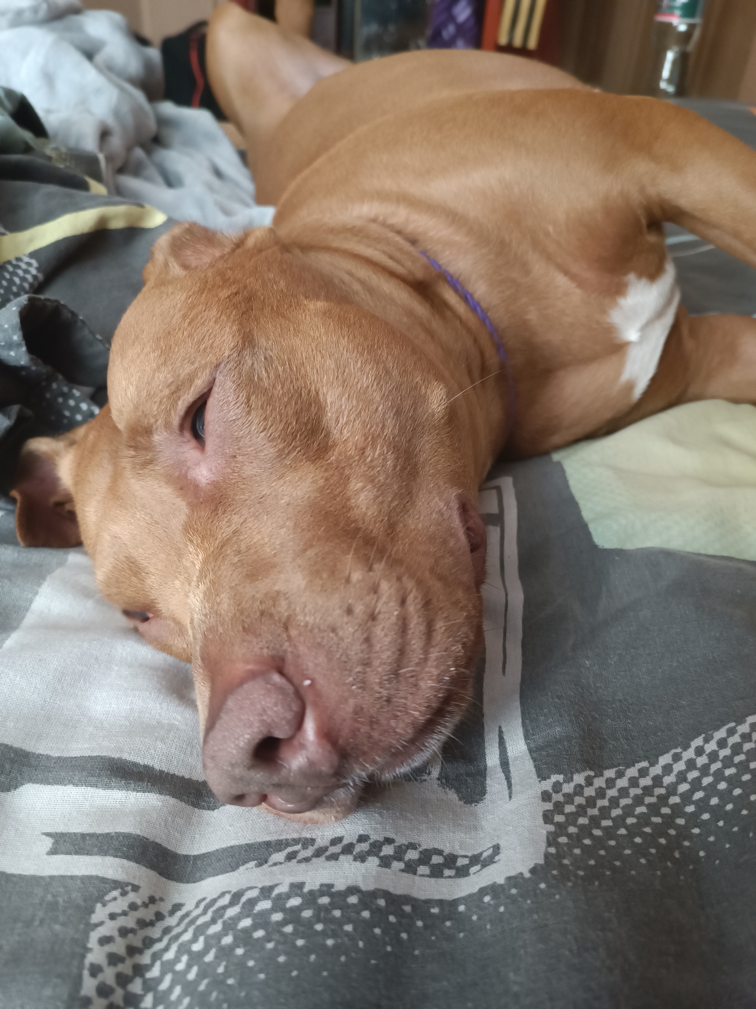 A light brown dog, possibly a pit bull, is lying on its side on a bed. The dog is facing left and its eyes are partially closed. The dog is wearing a thin purple collar. The bed is covered with sheets that have a geometric pattern of gray and white stripes and dots. The background is blurry but appears to be a room with some furniture and possibly other bedding. There are no people visible in the image. The scene appears to be indoors, likely in a bedroom. The dog seems to be resting or sleeping.
